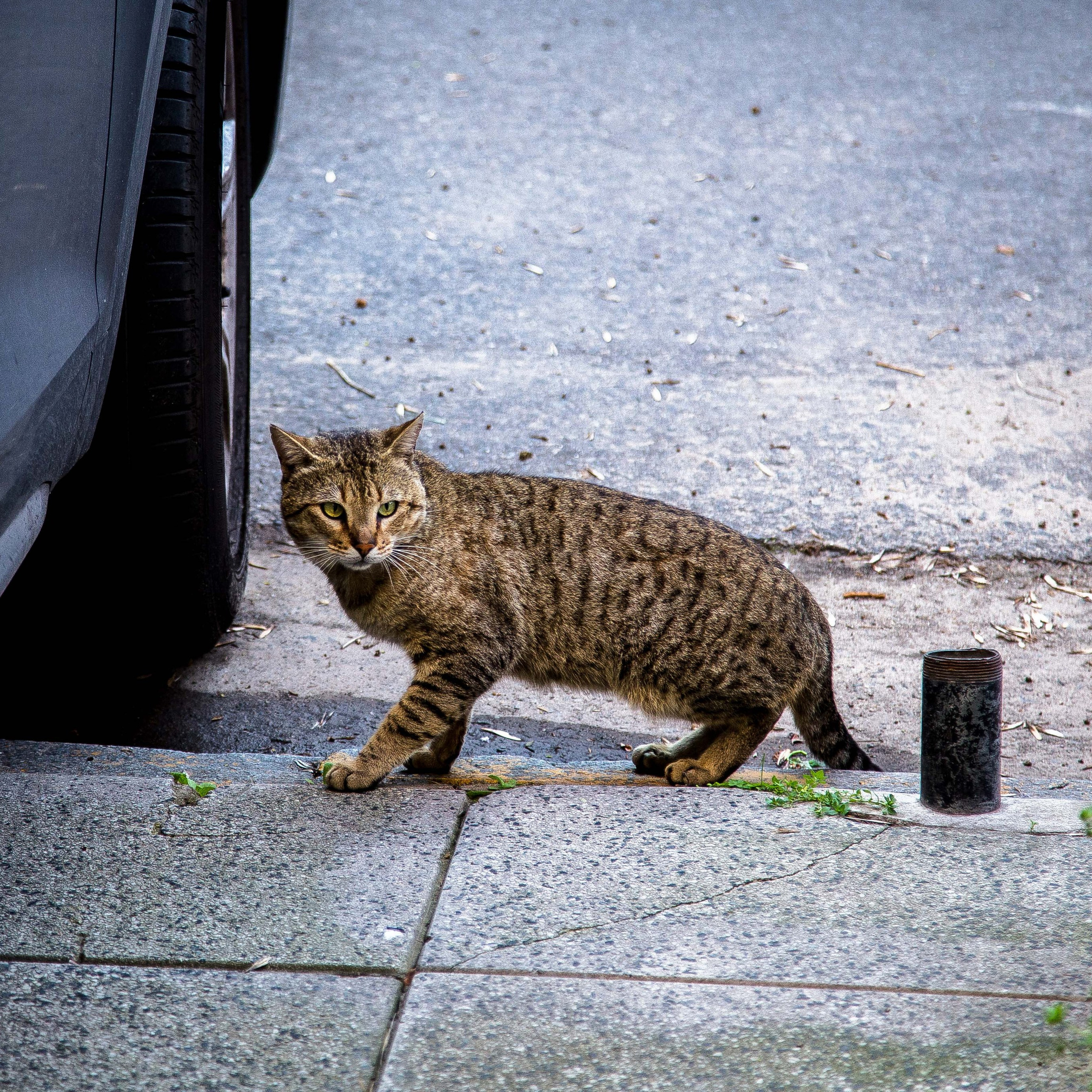 Argentina-Buenos Aires. La Boca. Iguasu. September 2018. Anastasia Shapoval violoniste et photographe. Annecy — Geneve