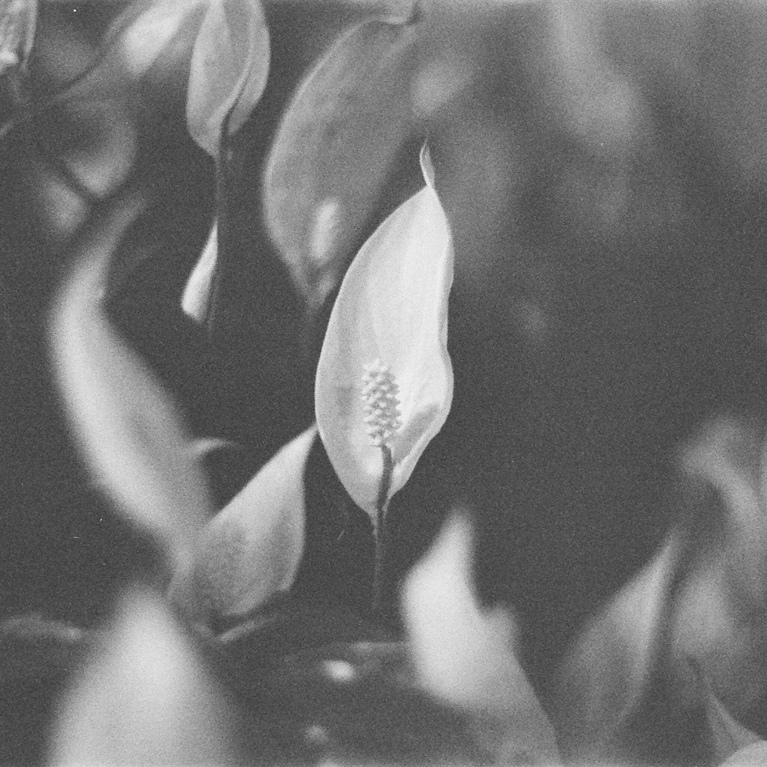 Film. Anastasia Shapoval violoniste et photographe. Annecy — Geneve