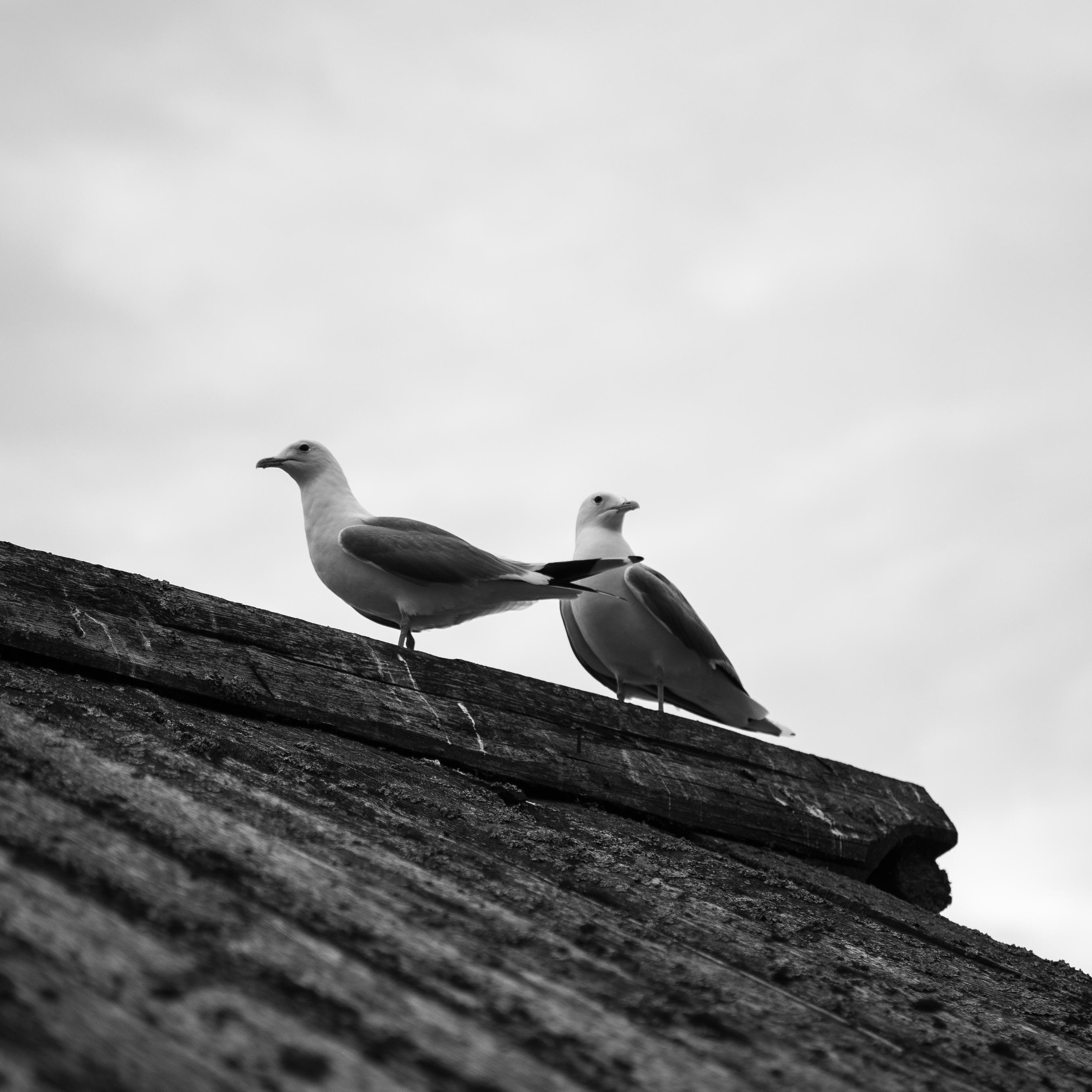 Russia. Kizhi Island. Covid period. Anastasia Shapoval violoniste et photographe. Annecy — Geneve