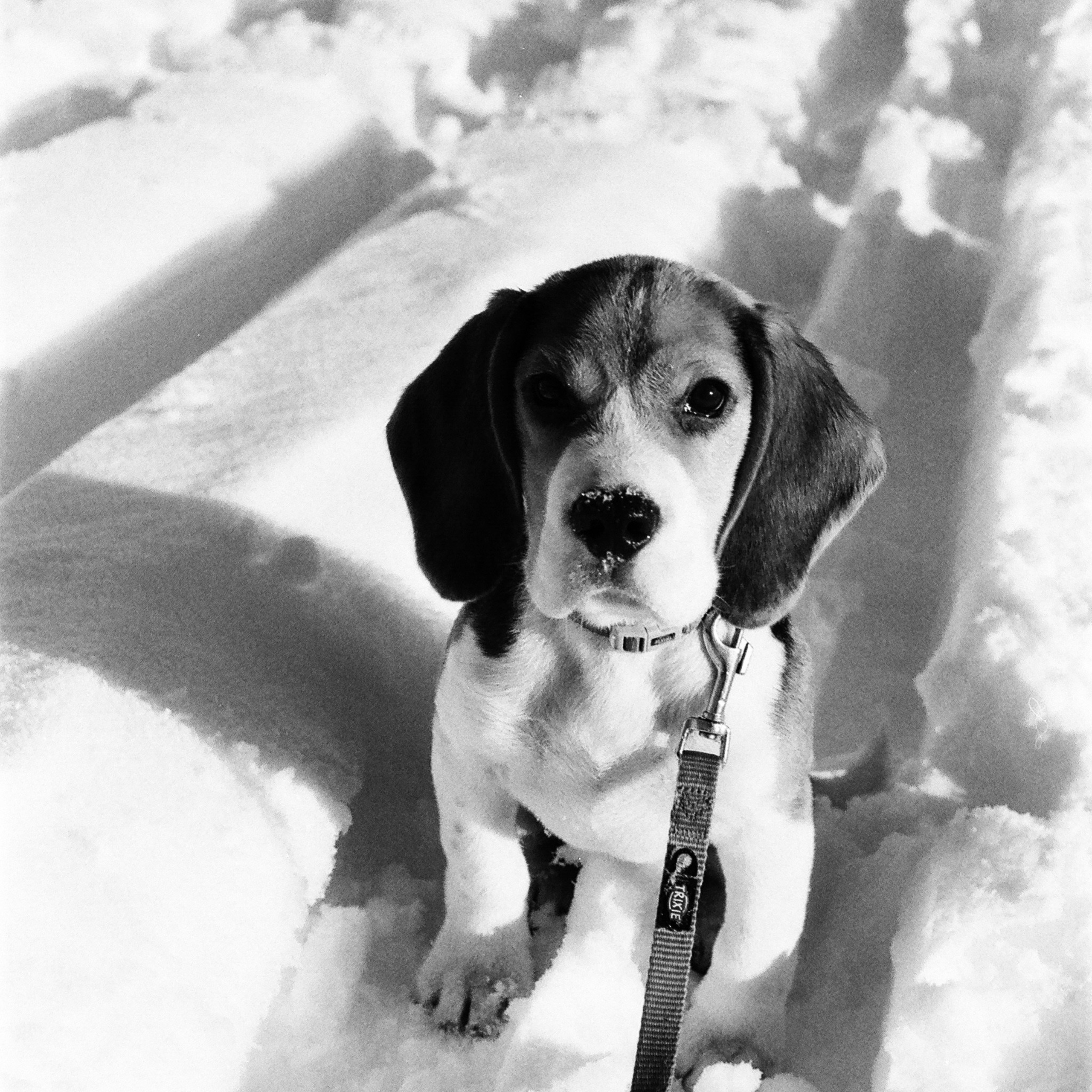 Film. Anastasia Shapoval violoniste et photographe. Annecy — Geneve