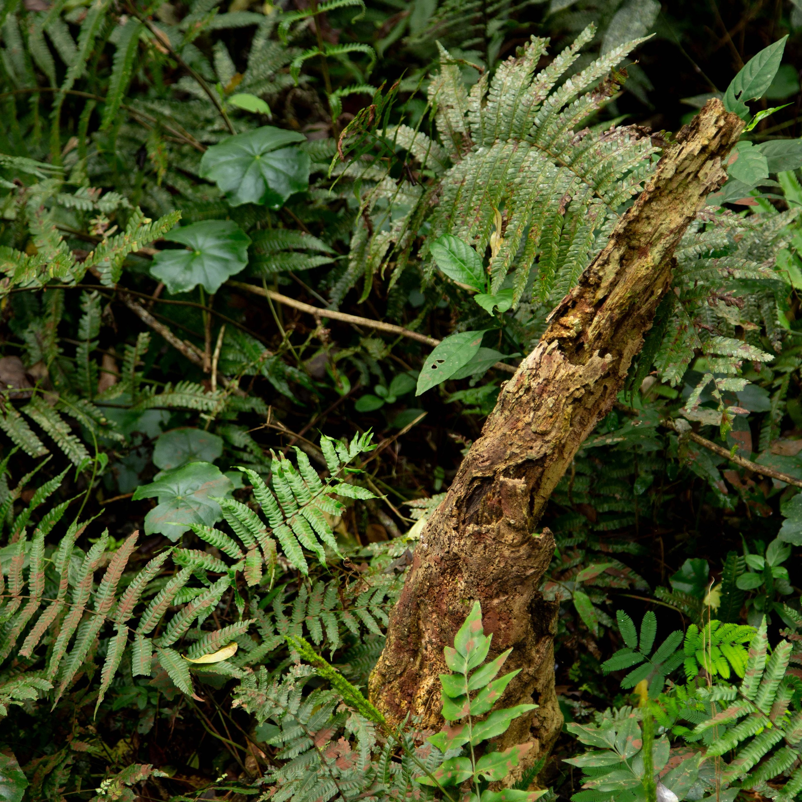 Argentina-Buenos Aires. La Boca. Iguasu. September 2018. Anastasia Shapoval violoniste et photographe. Annecy — Geneve