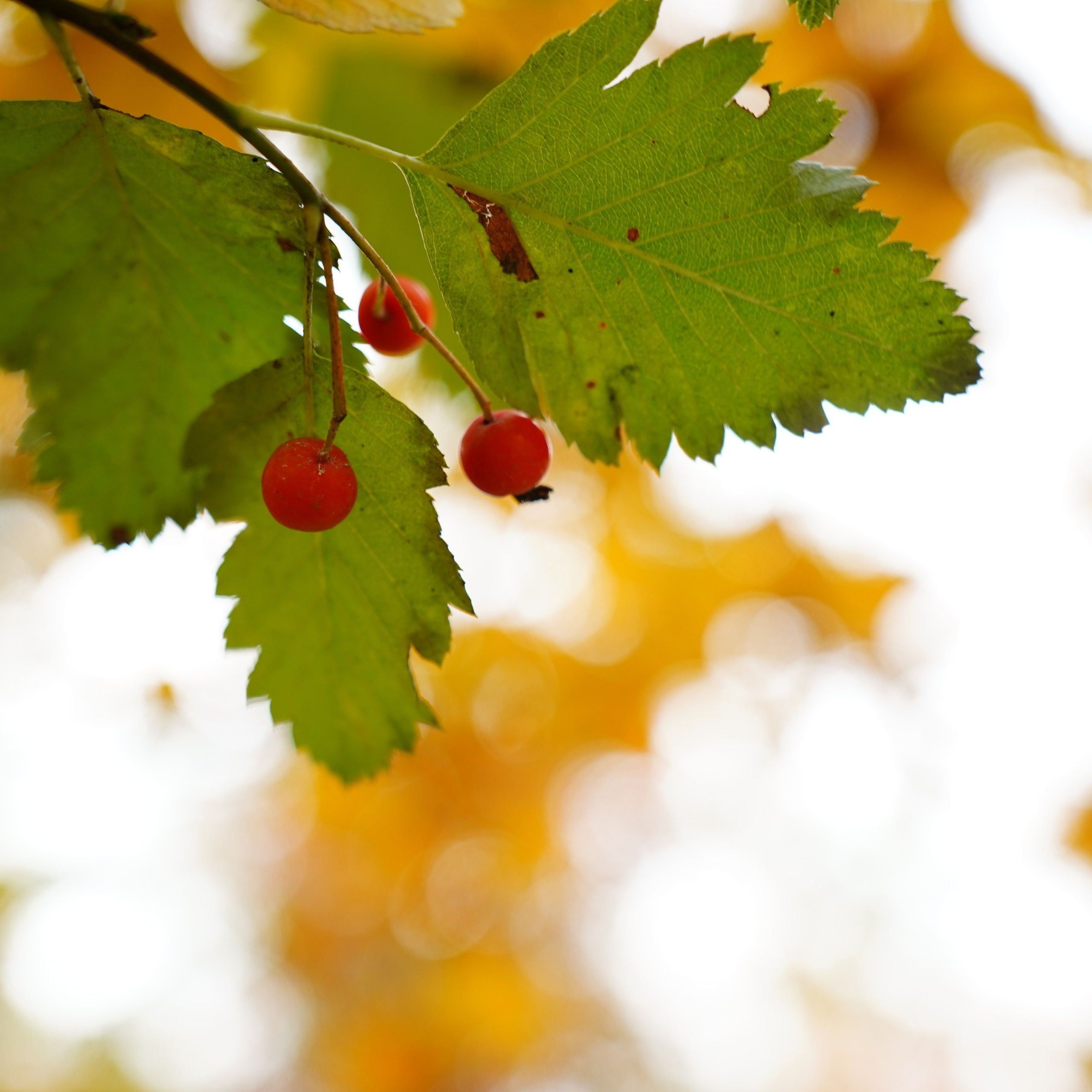 Отзывы. MEMENTO.Выпускные альбомы, школьные, юбилейные и другие книги. Ростов-на-Дону