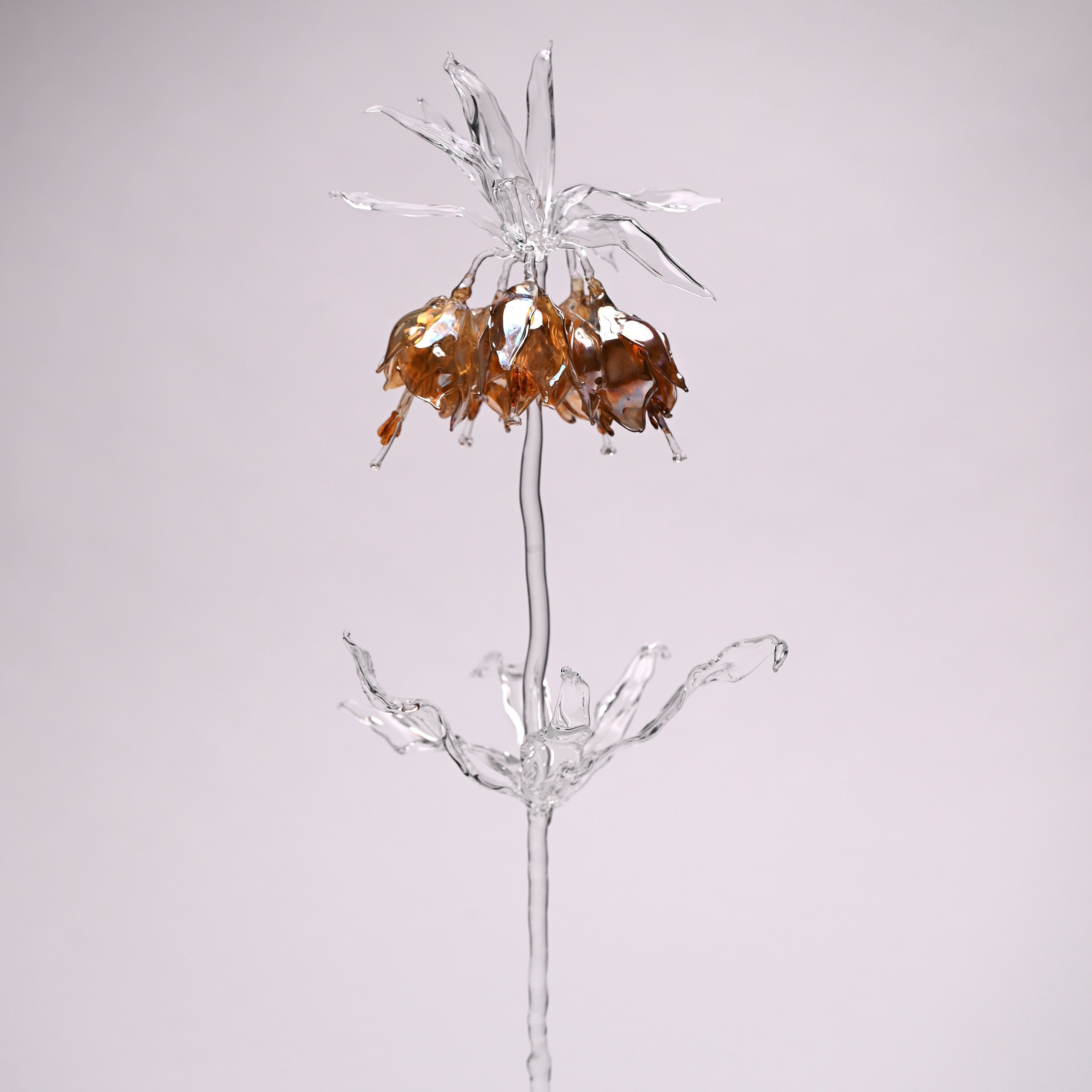 Рябчик императорский