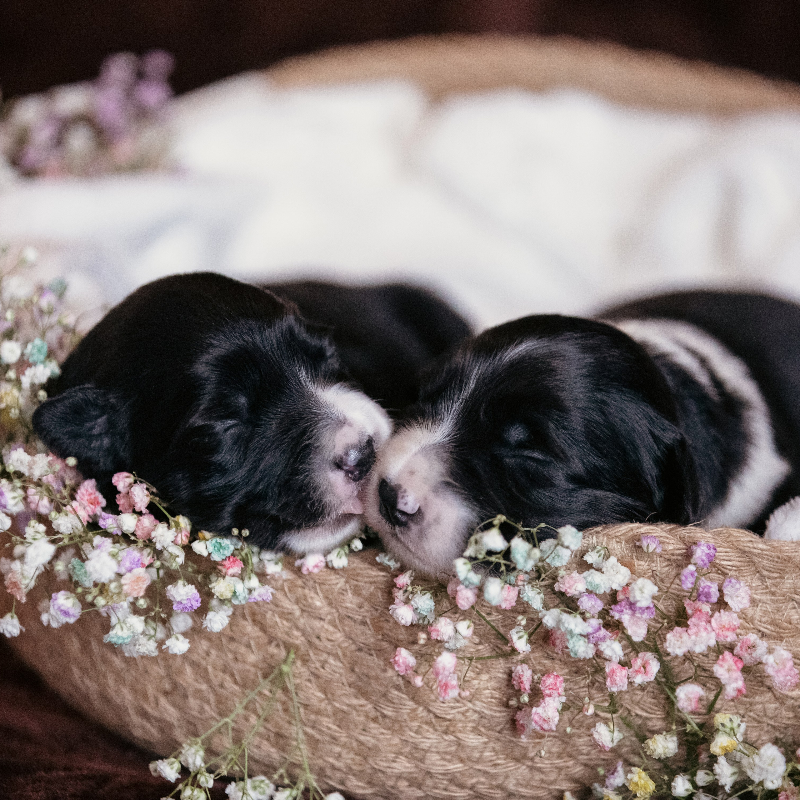 Щенки Ди и Карри