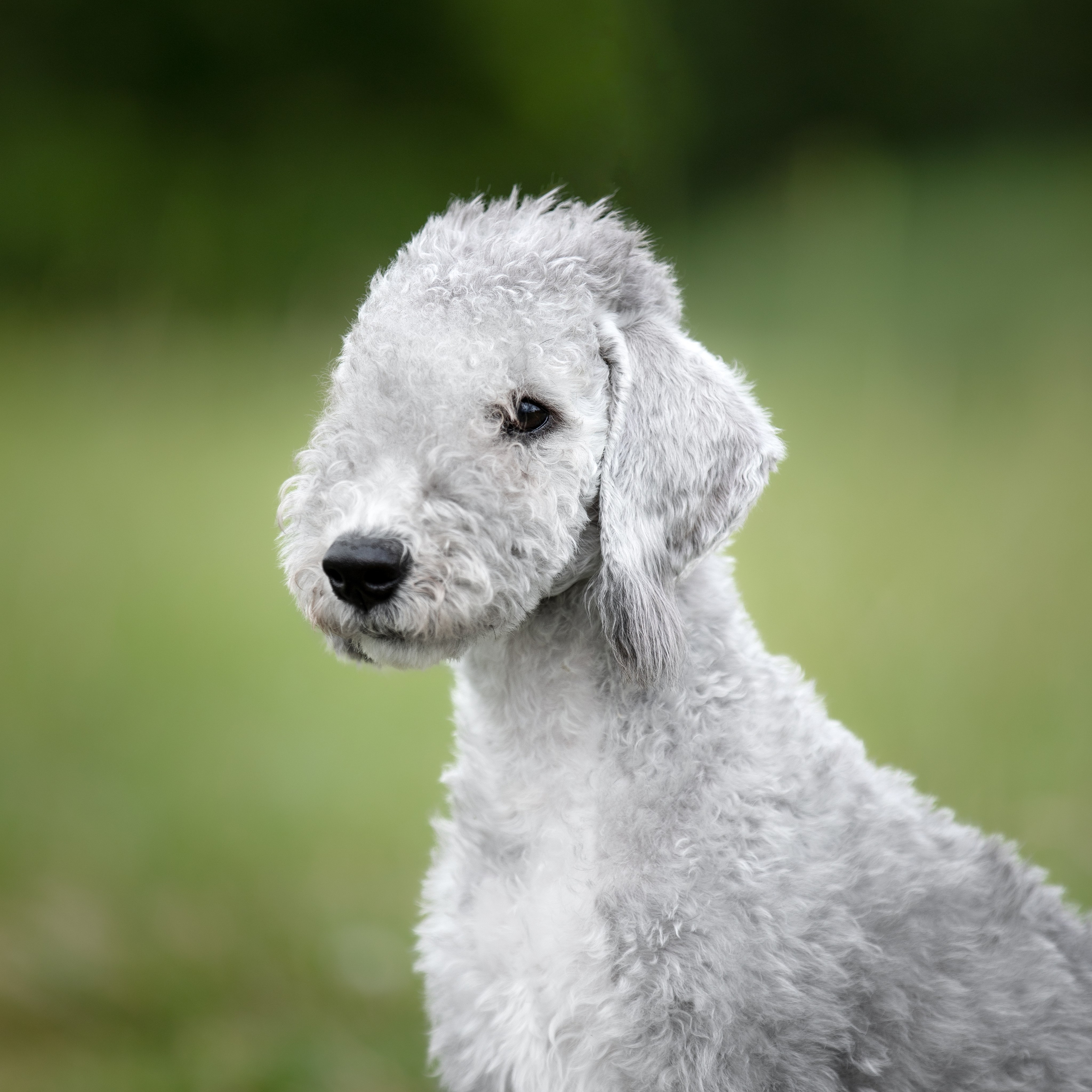 Маша, Паша и Медуза