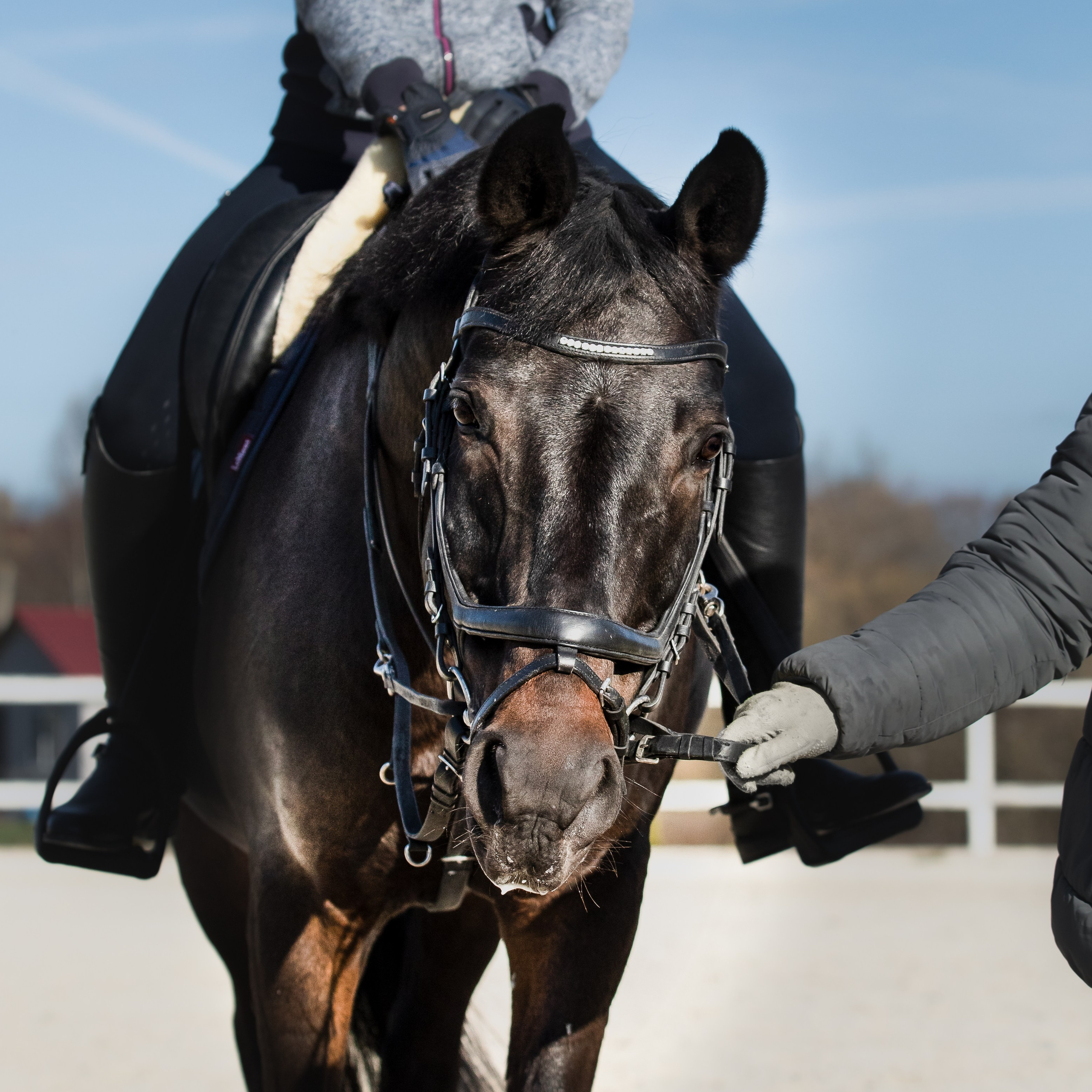 Елена и Фэлпс