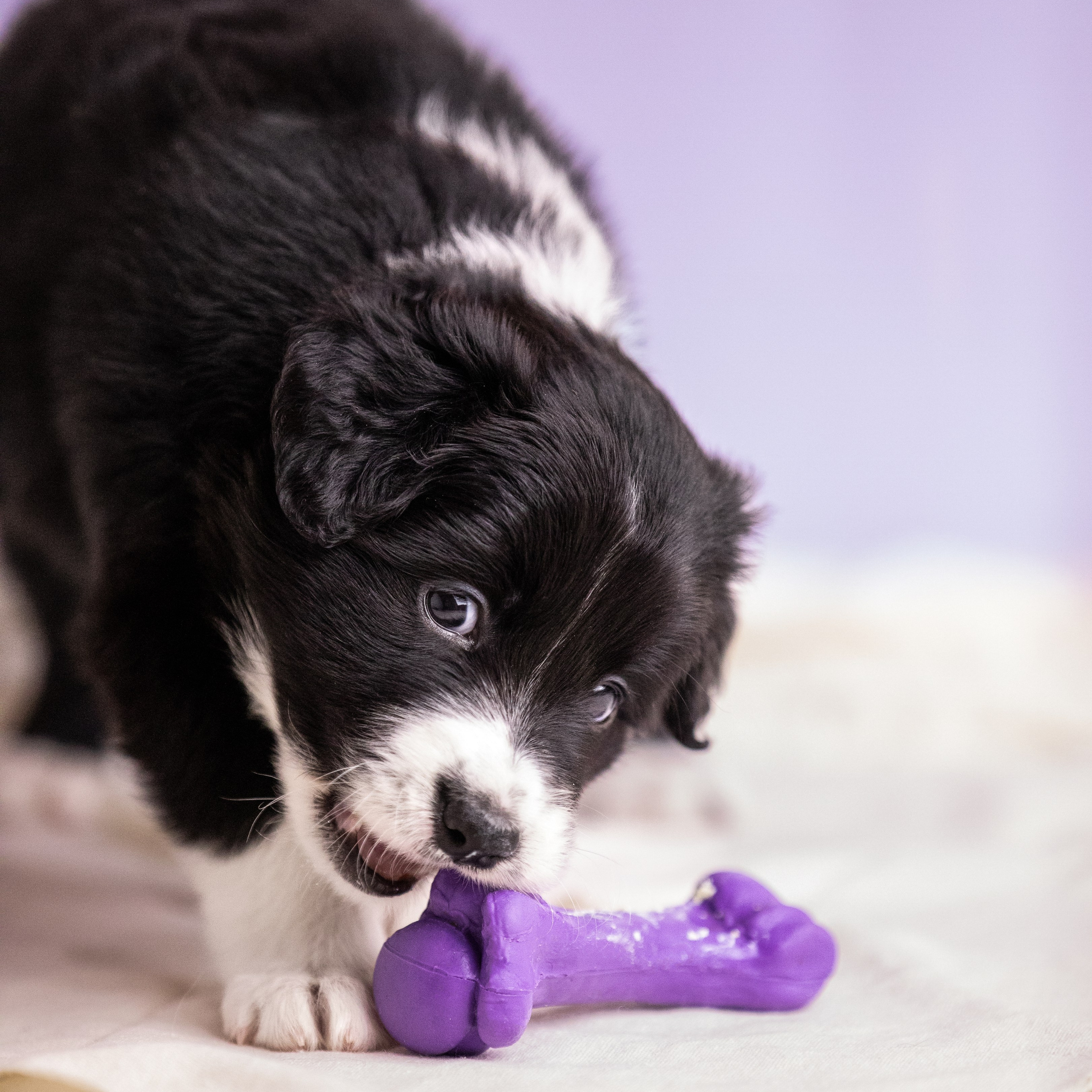 Те же щеночки постарше