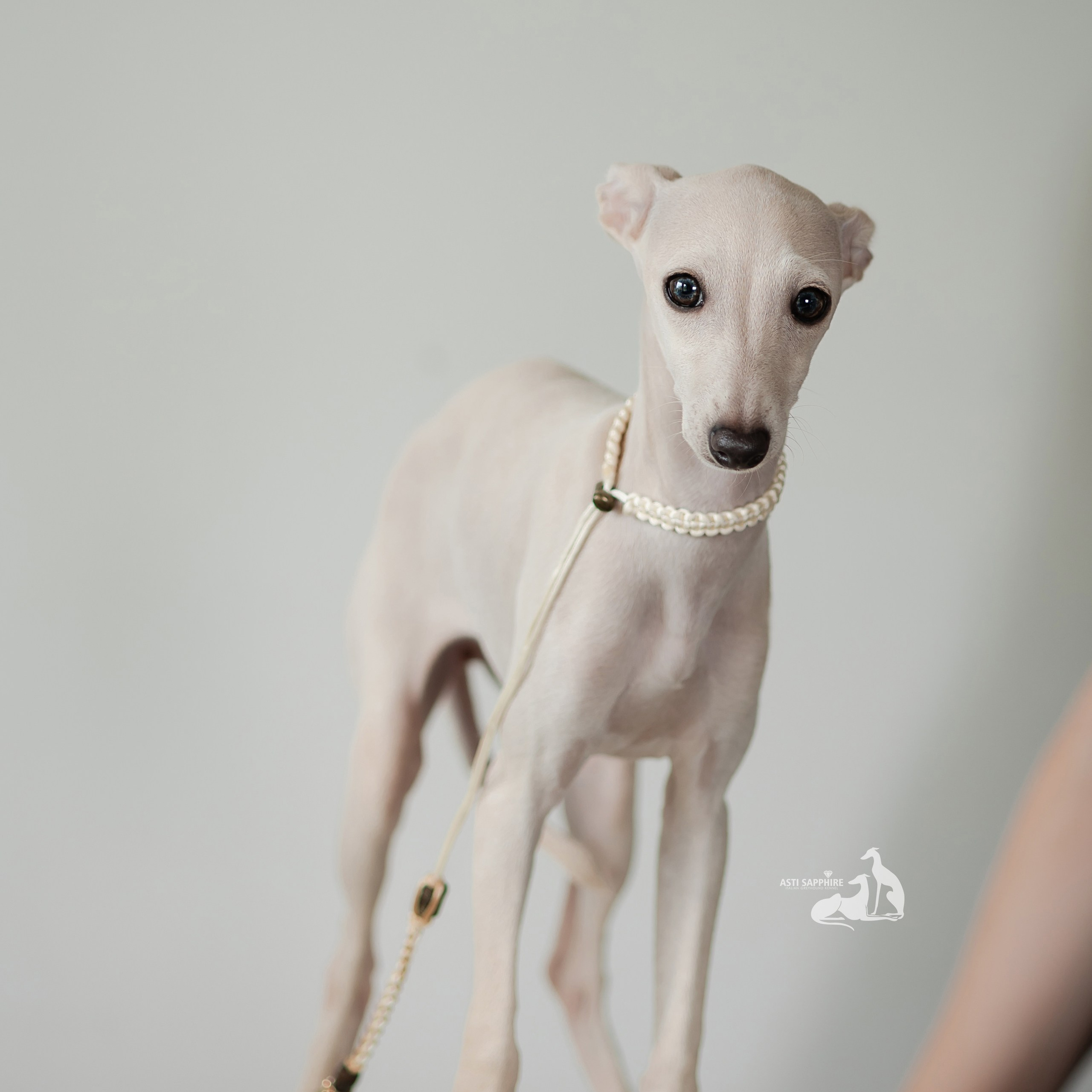 Кремовая девочка. Professional Italian Greyhound Kennel RKF/FCI ASTI SAPPHIRE 💎 Sochi|St. Petersburg