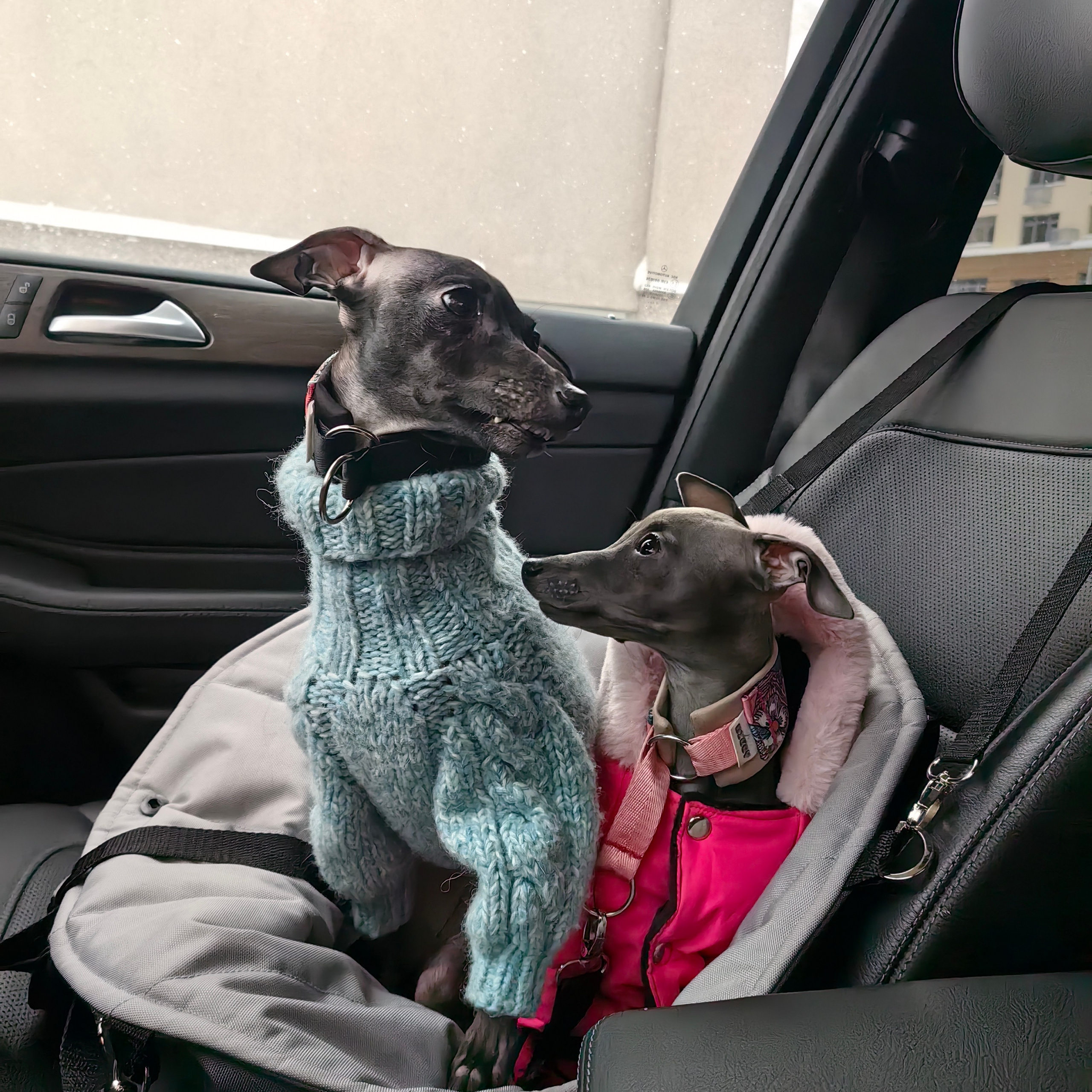 Отзывы. Профессиональный питомник левреток РКФ/FCI ASTI SAPPHIRE 💎 Сочи|Санкт-Петербург