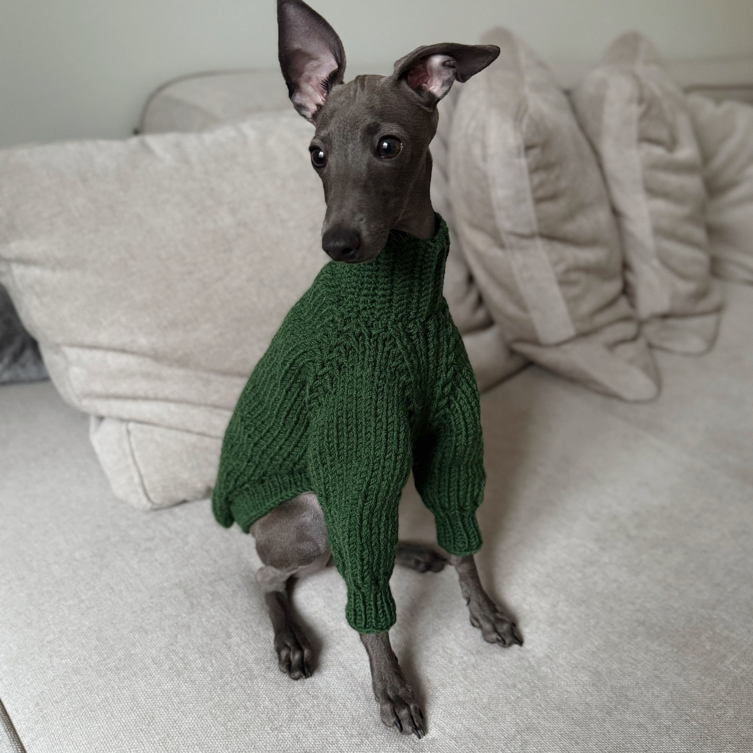 Профессиональный питомник левреток РКФ/FCI ASTI SAPPHIRE 💎 Сочи|Санкт-Петербург