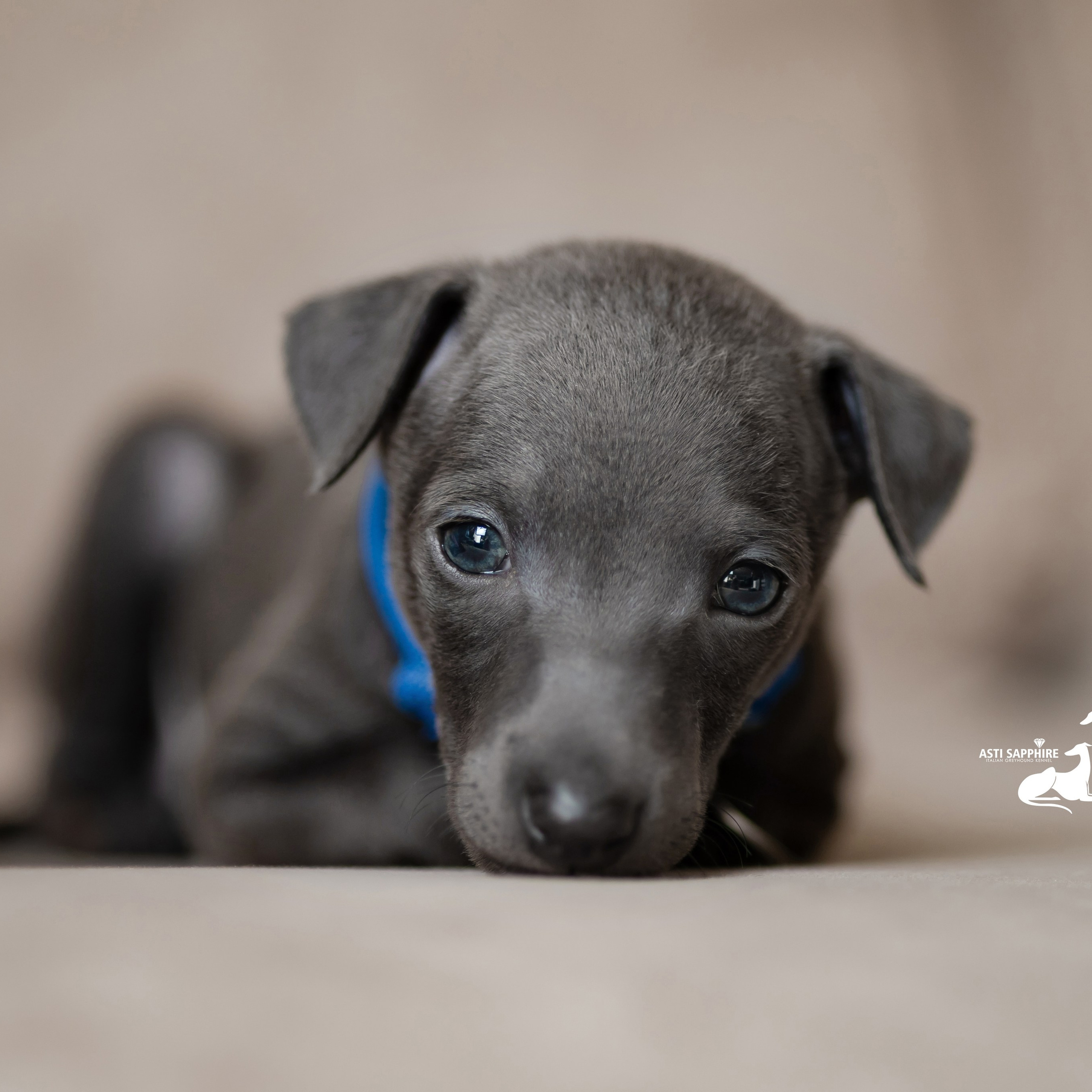 Кремовая девочка. Professional Italian Greyhound Kennel RKF/FCI ASTI SAPPHIRE 💎 Sochi|St. Petersburg