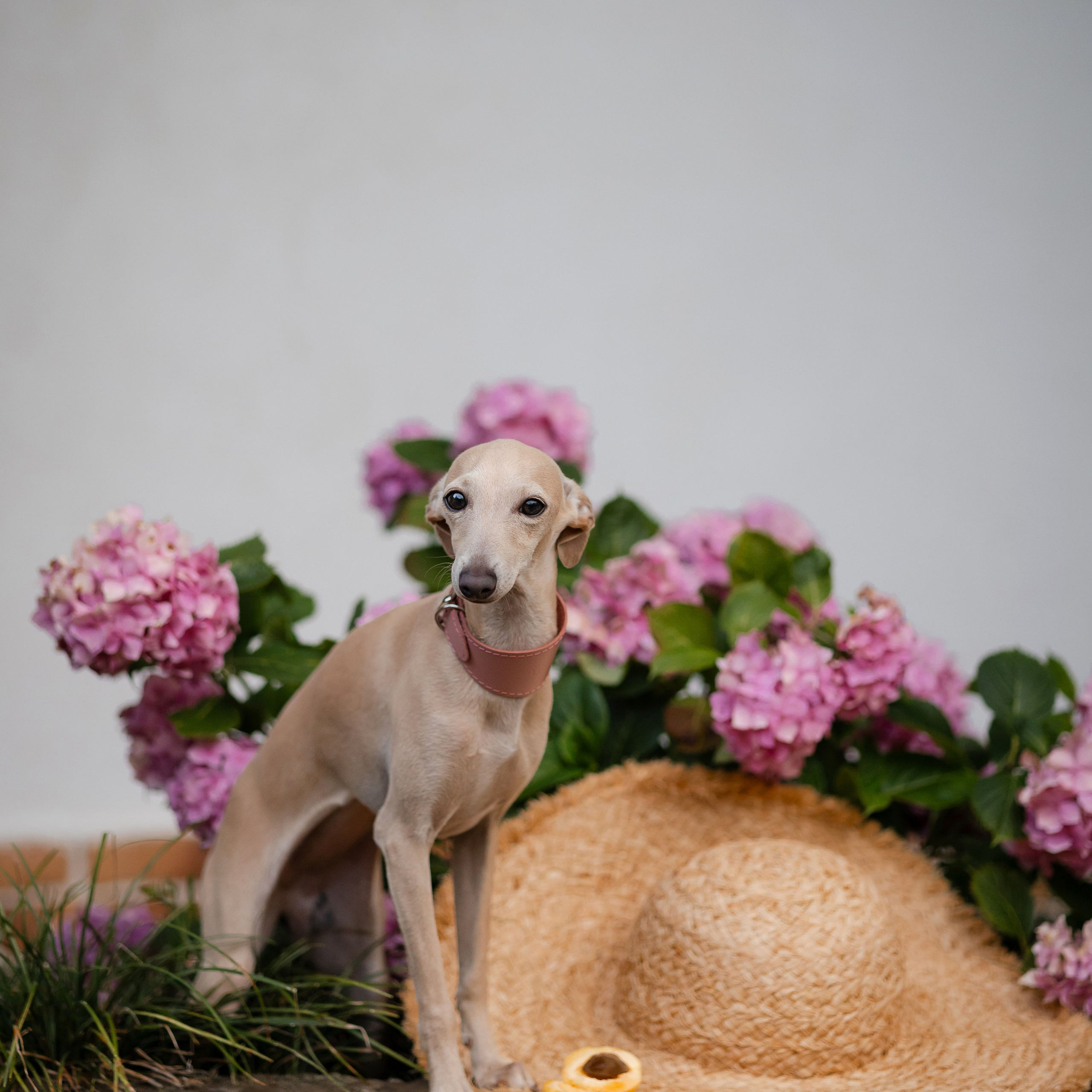 Asti Sapphire Eveline Fler-De-Lys. Профессиональный питомник левреток РКФ/FCI ASTI SAPPHIRE 💎 Сочи|Санкт-Петербург