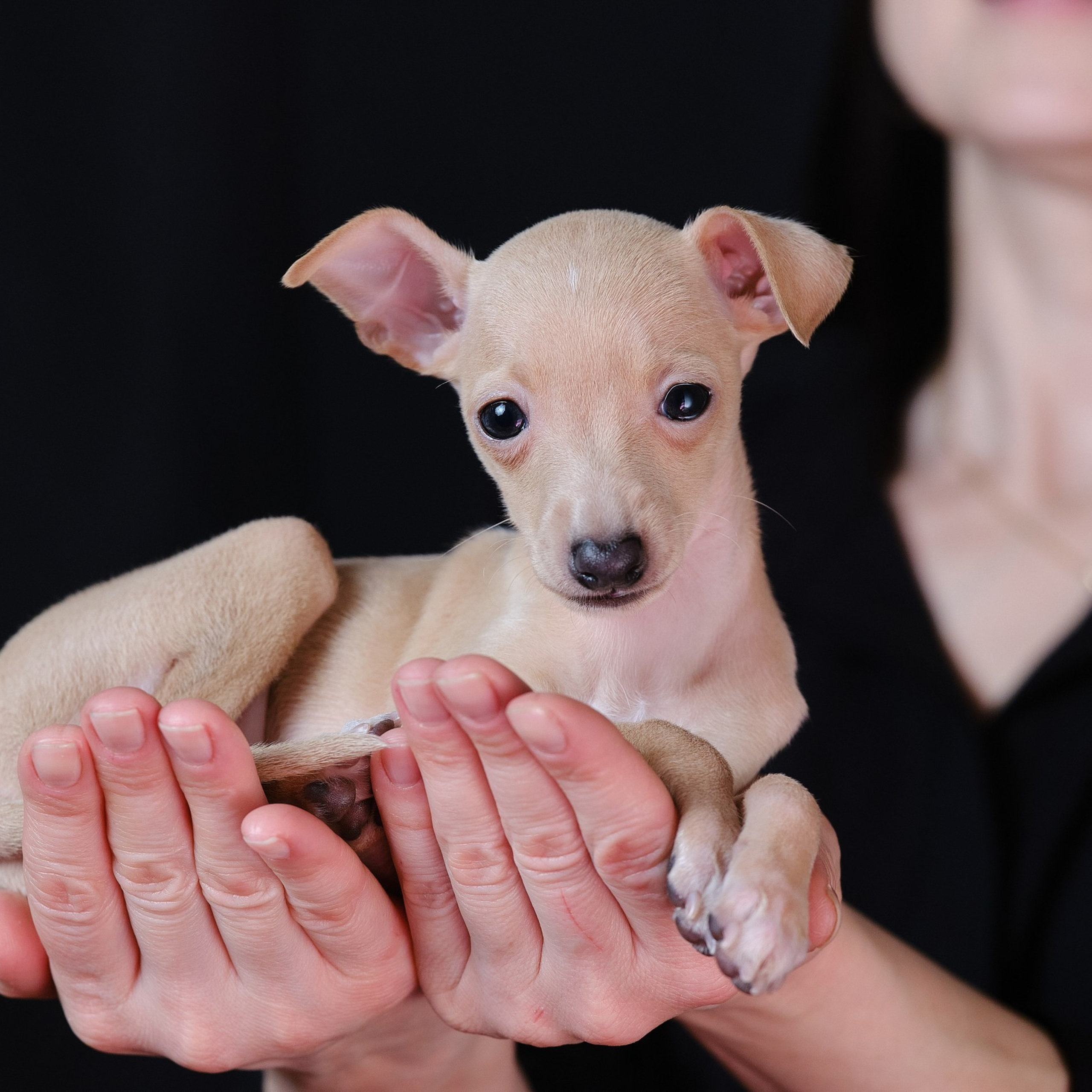 Jeremy & Jupiter. Профессиональный питомник левреток РКФ/FCI ASTI SAPPHIRE 💎 Сочи|Санкт-Петербург