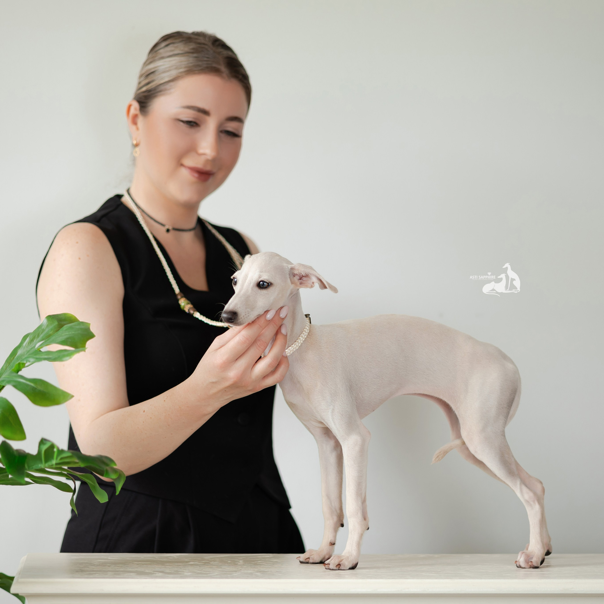 Кремовая девочка. Professional Italian Greyhound Kennel RKF/FCI ASTI SAPPHIRE 💎 Sochi|St. Petersburg