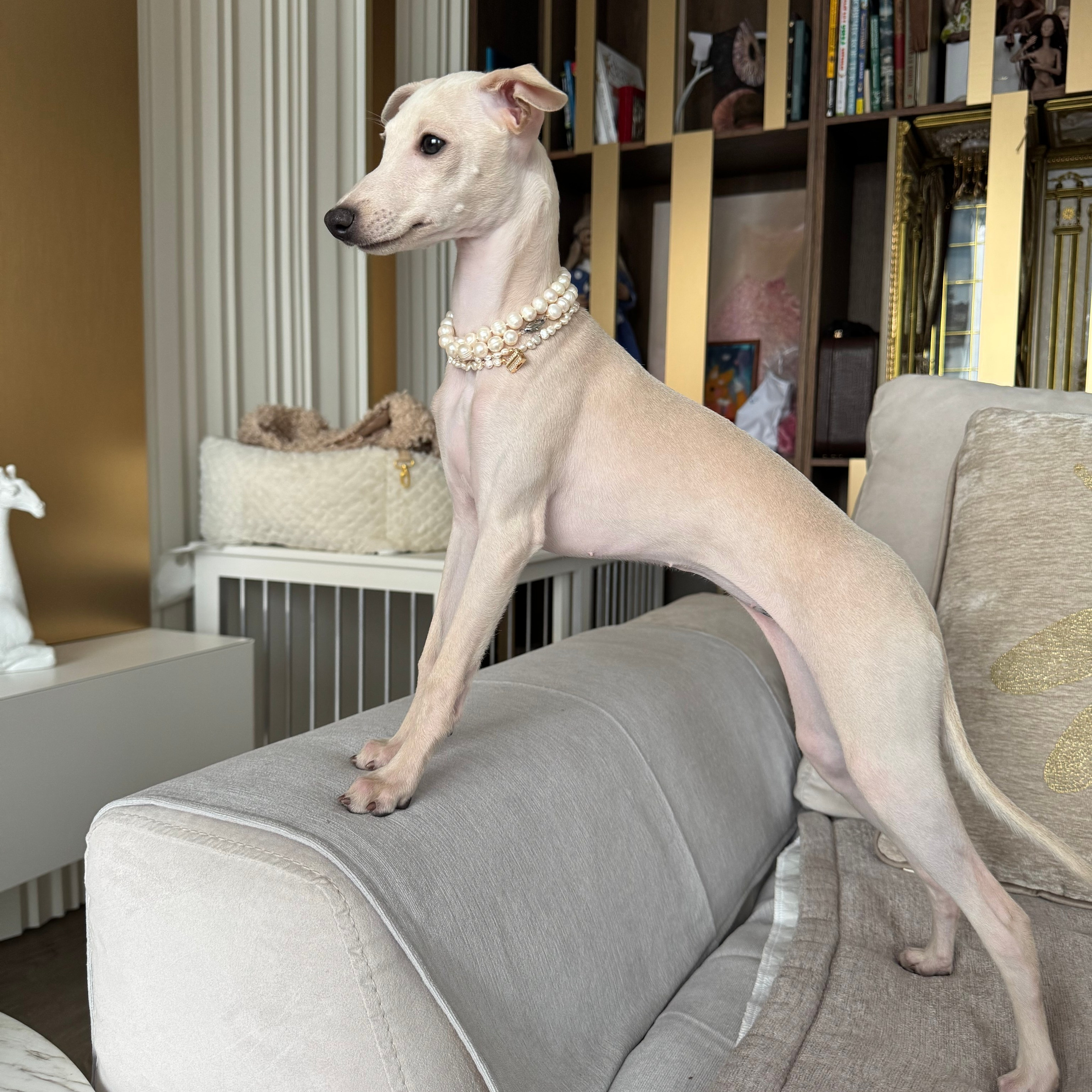 Отзывы. Профессиональный питомник левреток РКФ/FCI ASTI SAPPHIRE 💎 Сочи|Санкт-Петербург