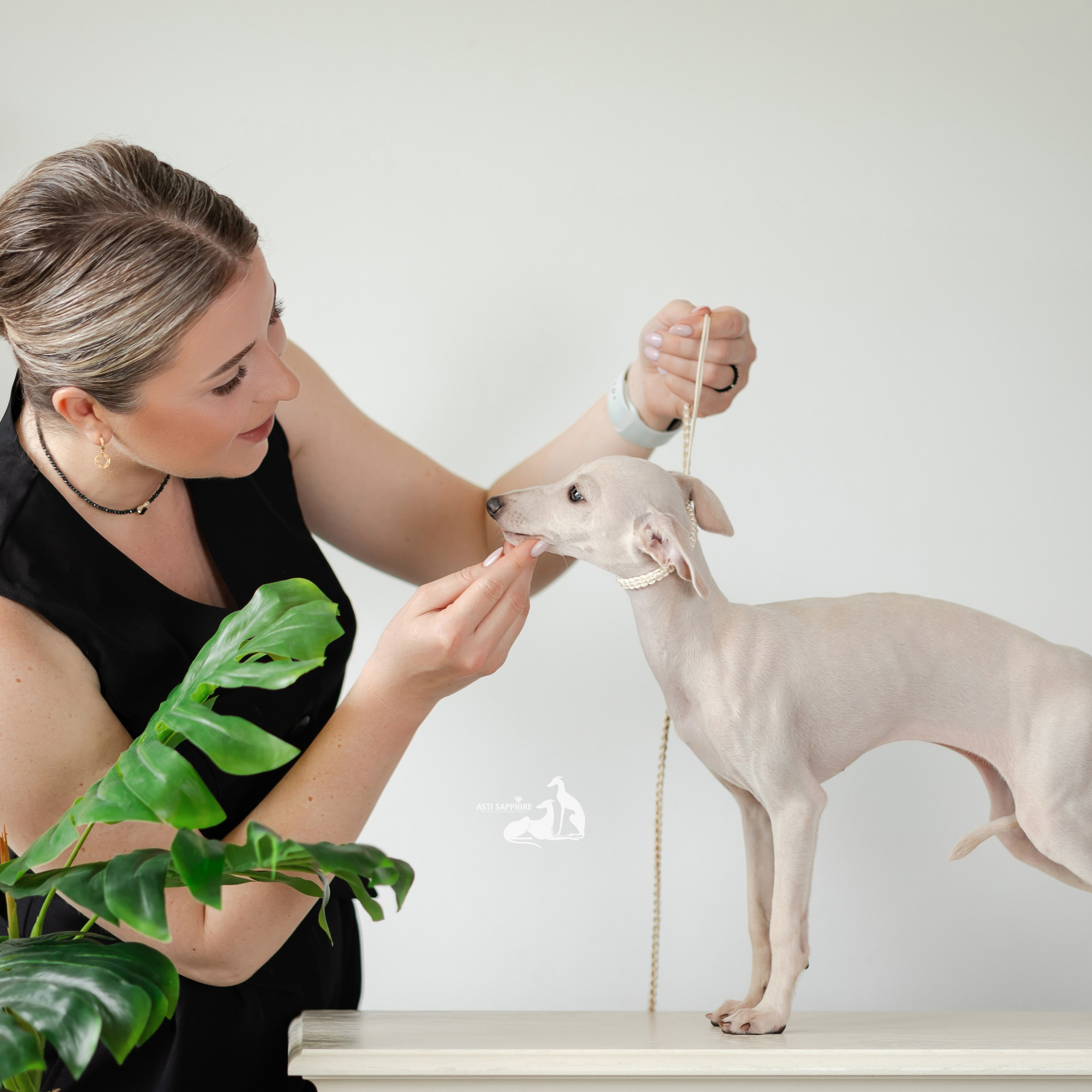 Кремовая девочка. Professional Italian Greyhound Kennel RKF/FCI ASTI SAPPHIRE 💎 Sochi|St. Petersburg