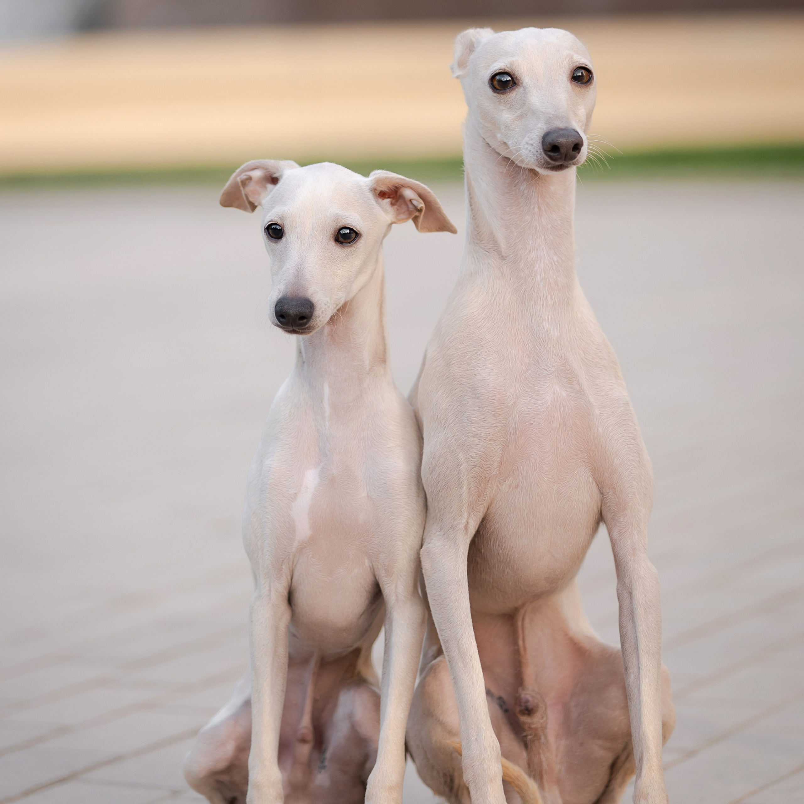 Первые дни дома. Профессиональный питомник левреток РКФ/FCI ASTI SAPPHIRE 💎 Сочи|Санкт-Петербург