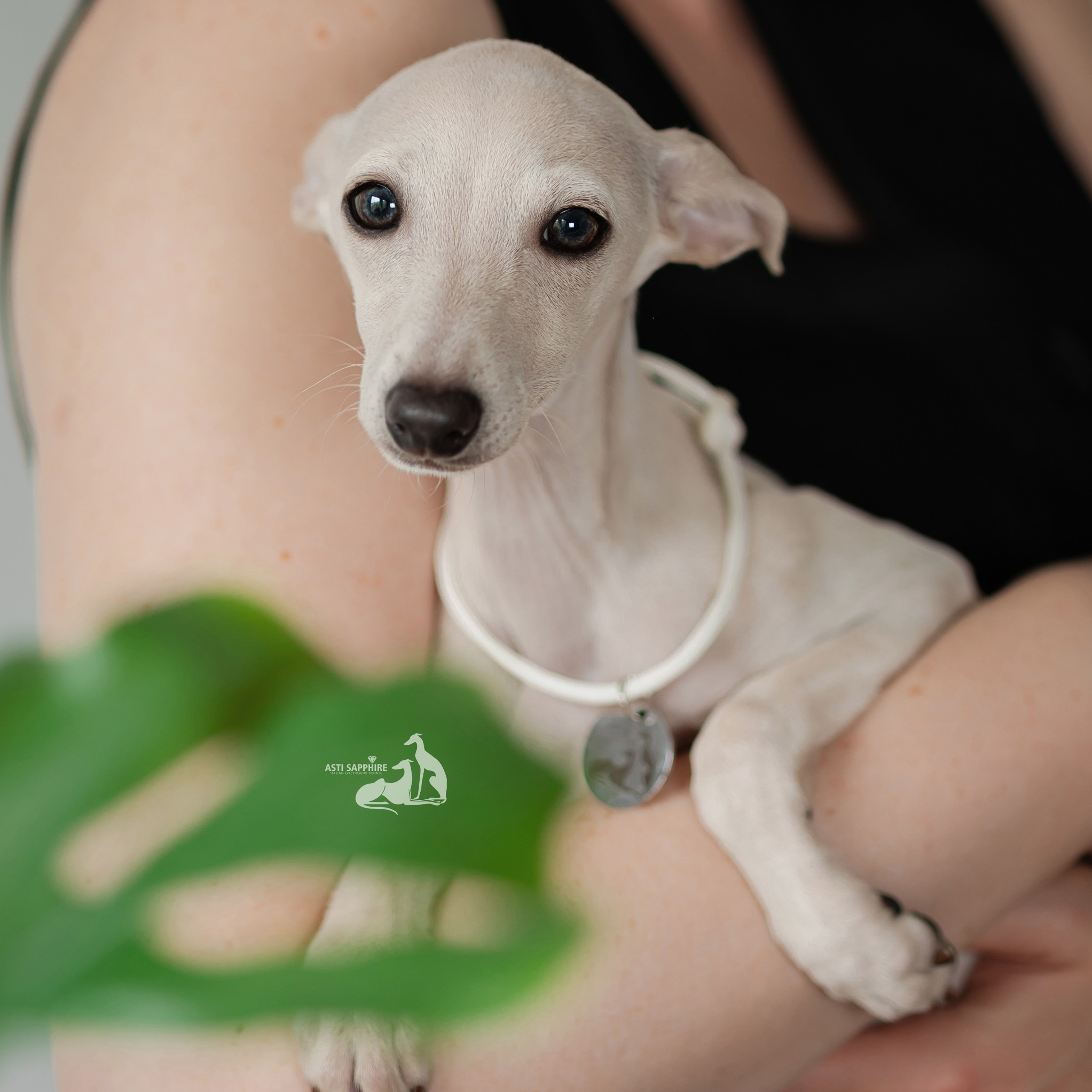 Кремовая девочка. Professional Italian Greyhound Kennel RKF/FCI ASTI SAPPHIRE 💎 Sochi|St. Petersburg