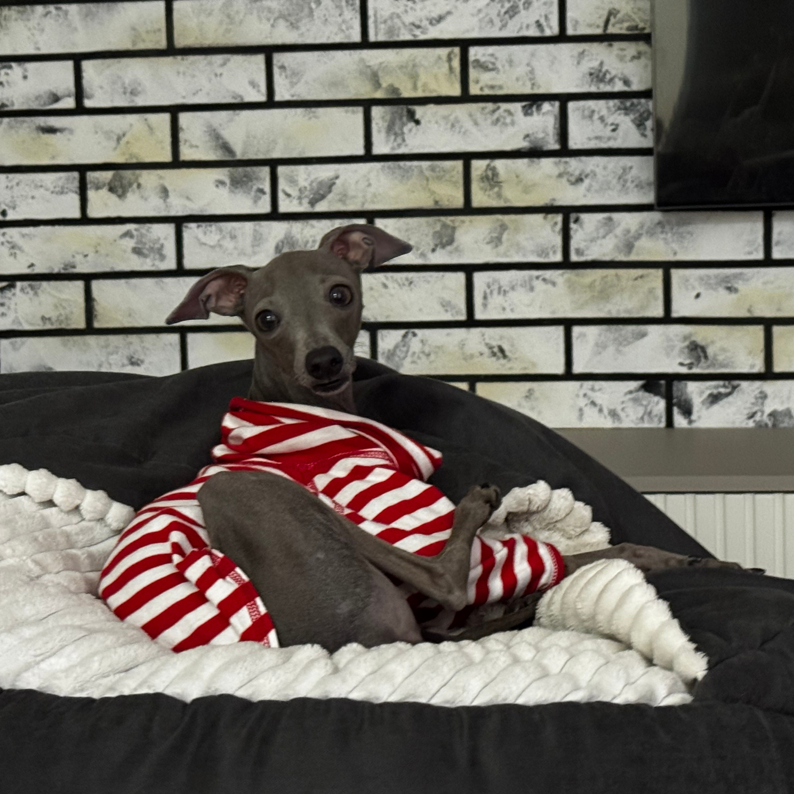 Отзывы. Профессиональный питомник левреток РКФ/FCI ASTI SAPPHIRE 💎 Сочи|Санкт-Петербург