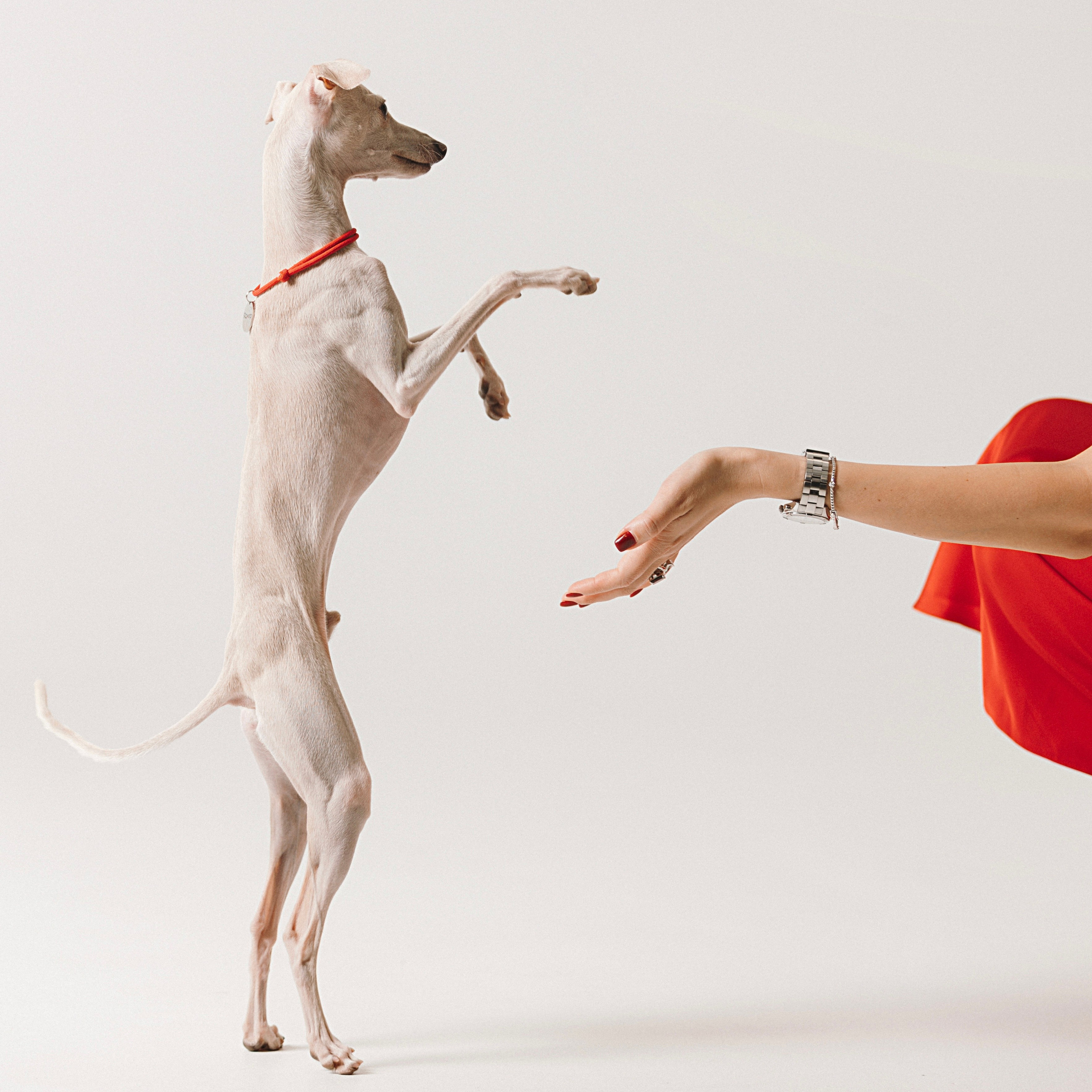 Отзывы. Профессиональный питомник левреток РКФ/FCI ASTI SAPPHIRE 💎 Сочи|Санкт-Петербург