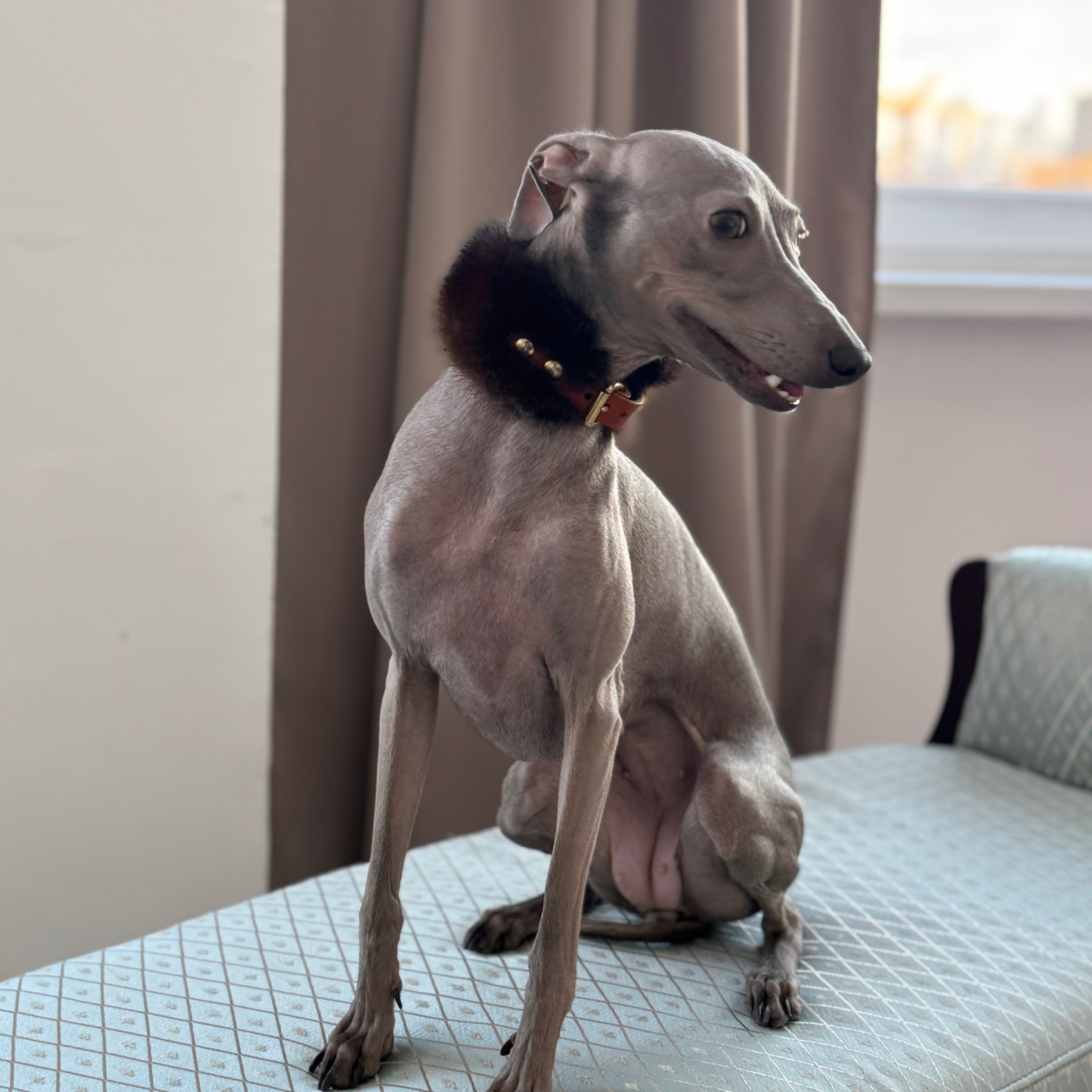 Отзывы. Профессиональный питомник левреток РКФ/FCI ASTI SAPPHIRE 💎 Сочи|Санкт-Петербург