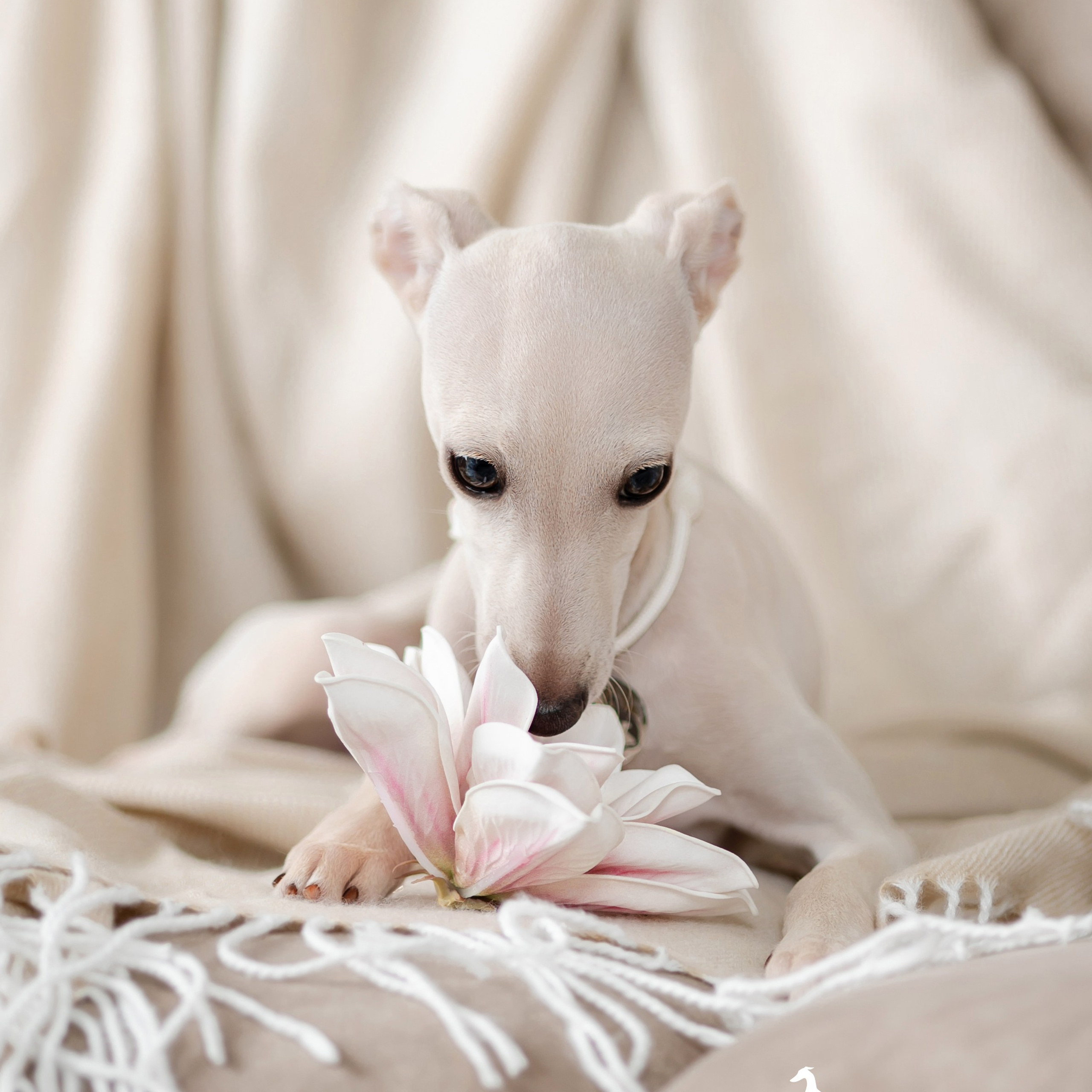 Кремовая девочка. Professional Italian Greyhound Kennel RKF/FCI ASTI SAPPHIRE 💎 Sochi|St. Petersburg