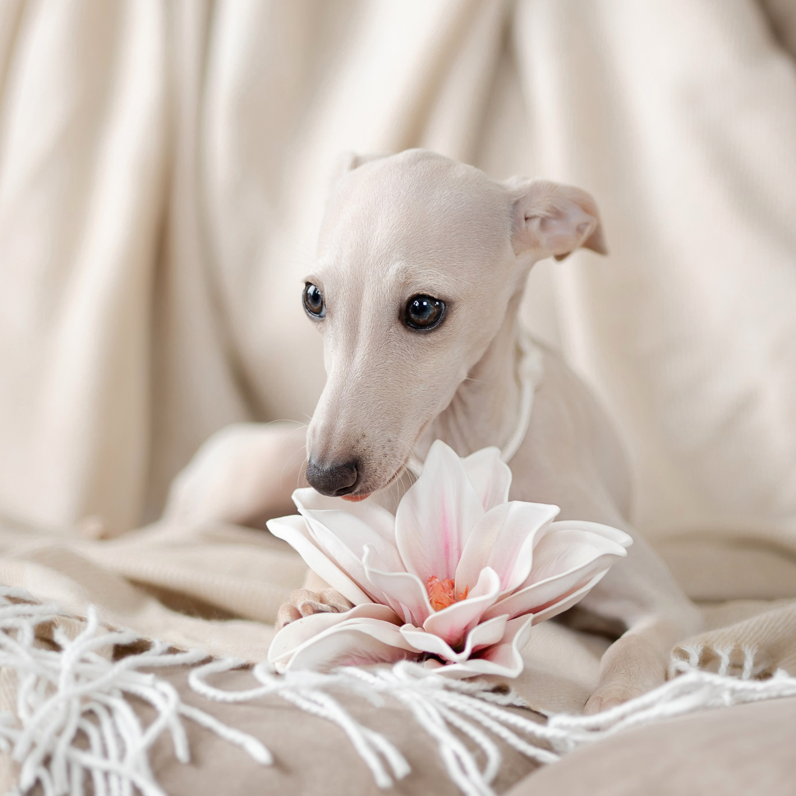 Кремовая девочка. Professional Italian Greyhound Kennel RKF/FCI ASTI SAPPHIRE 💎 Sochi|St. Petersburg