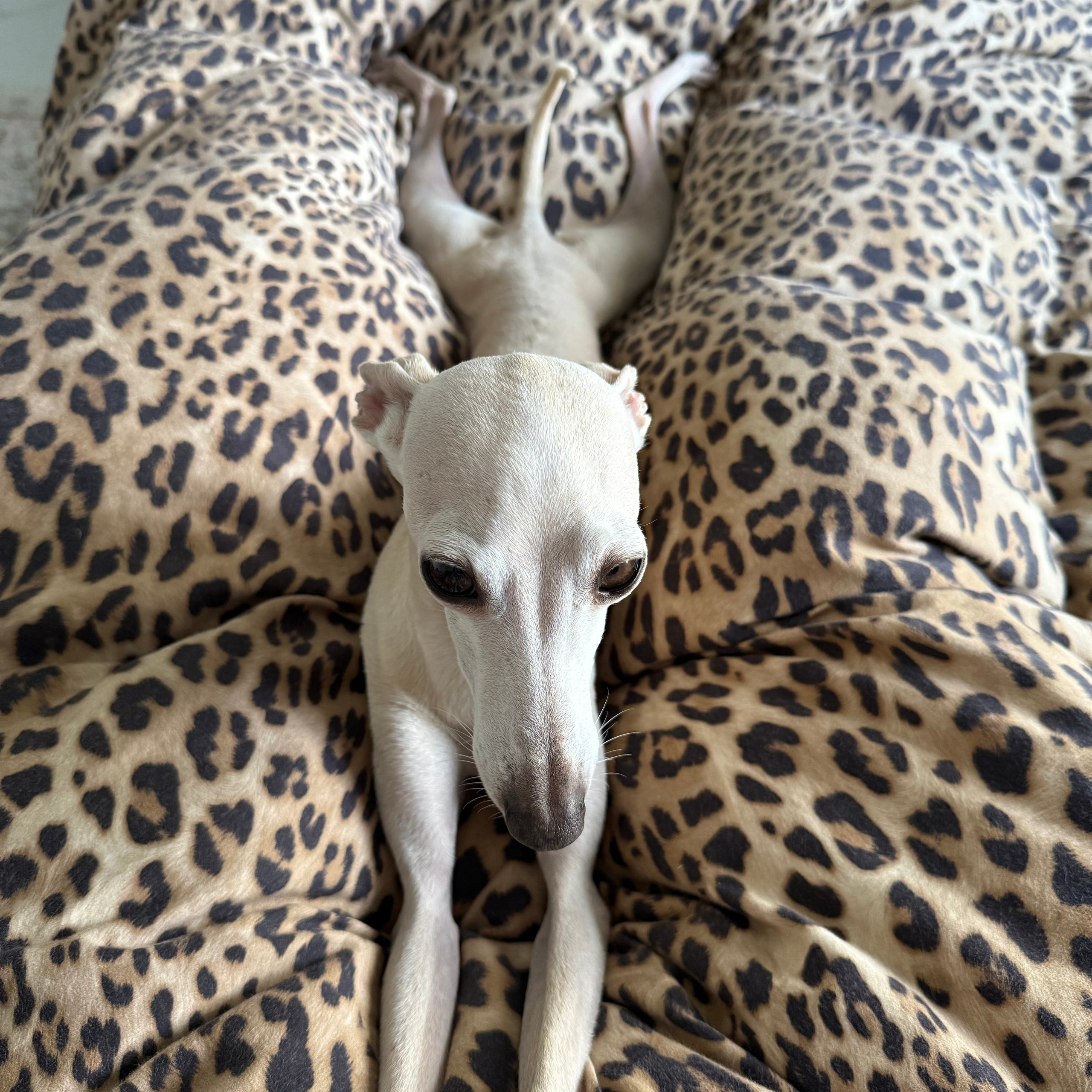 Отзывы. Профессиональный питомник левреток РКФ/FCI ASTI SAPPHIRE 💎 Сочи|Санкт-Петербург