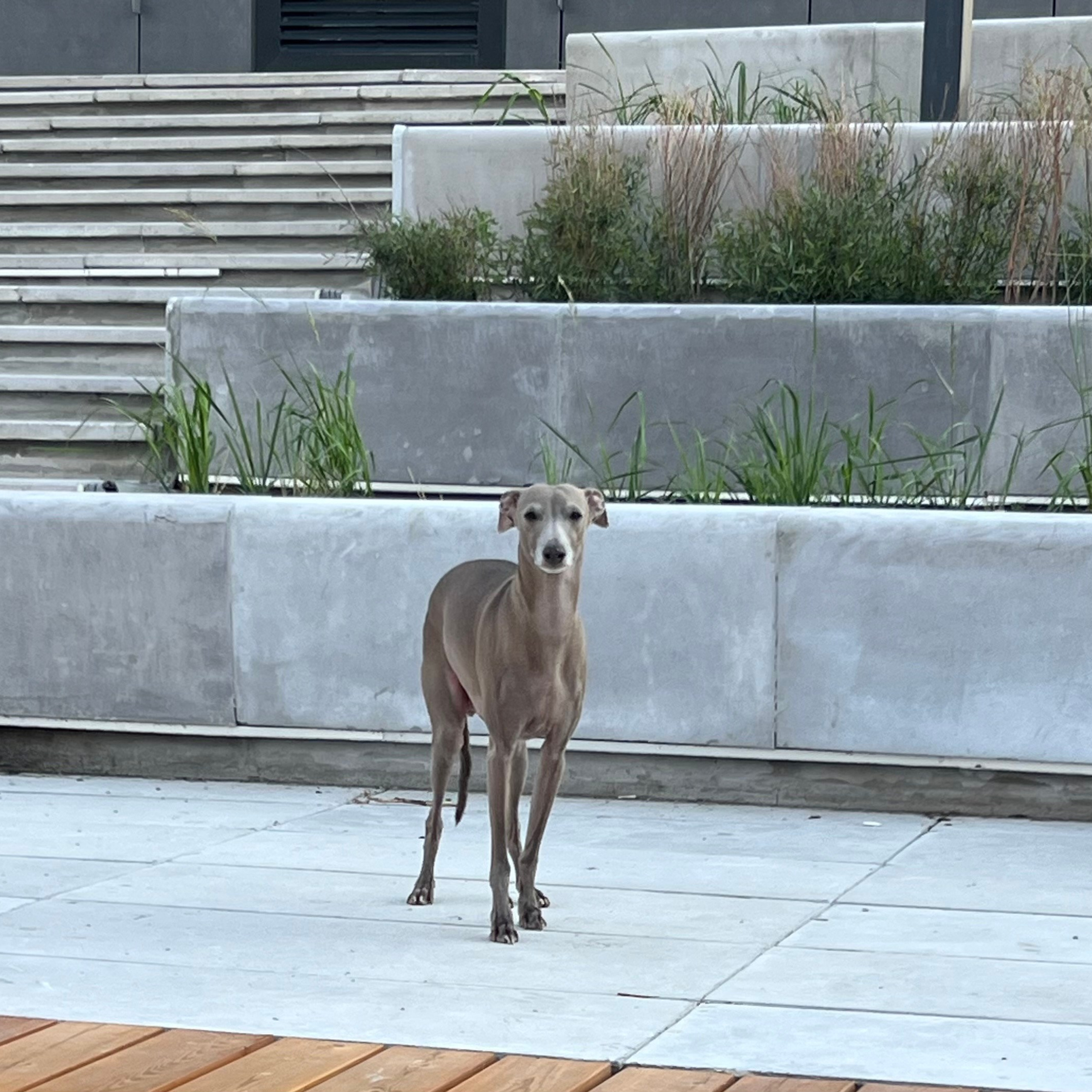 Отзывы. Профессиональный питомник левреток РКФ/FCI ASTI SAPPHIRE 💎 Сочи|Санкт-Петербург