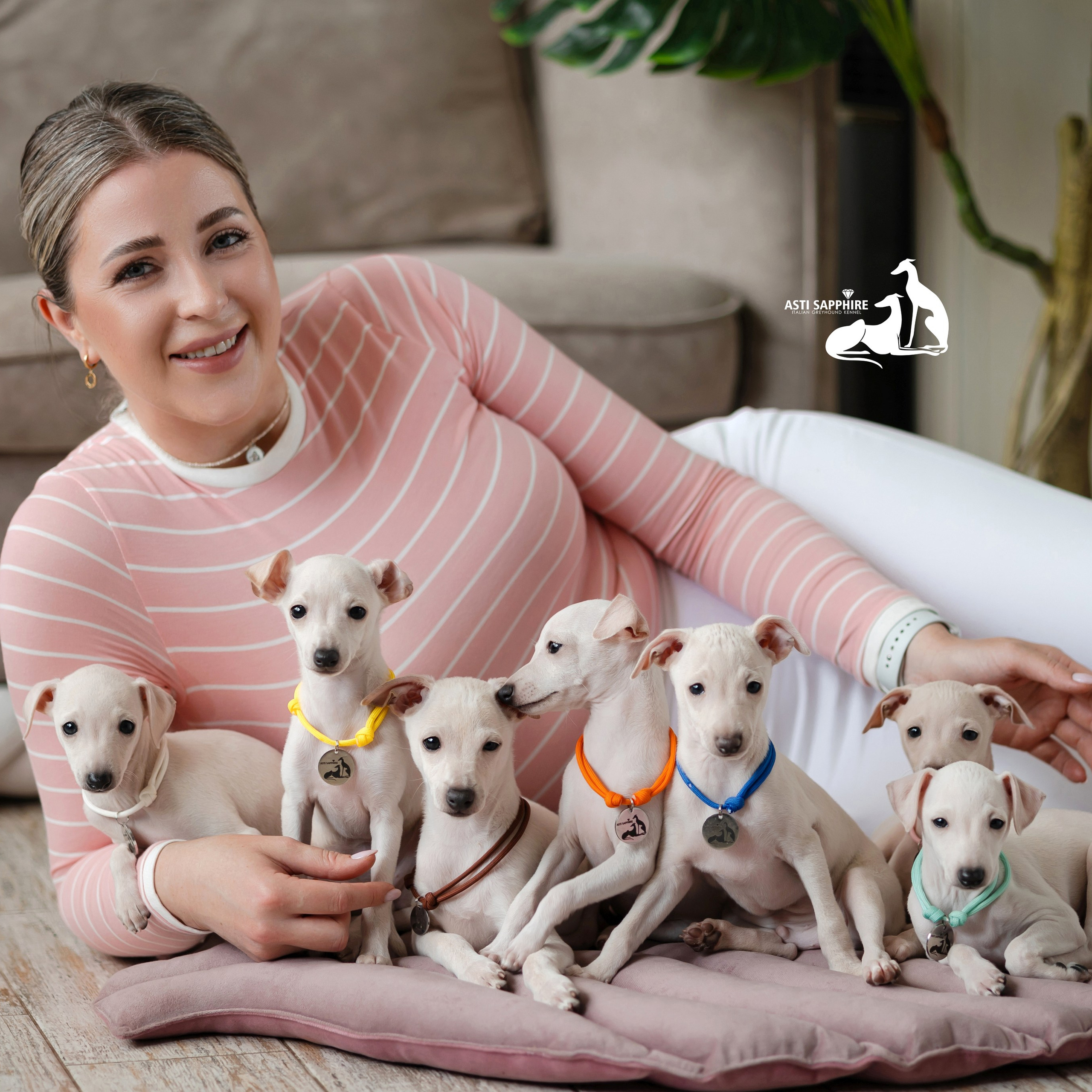 Кремовая Лекси. Professional Italian Greyhound Kennel RKF/FCI ASTI SAPPHIRE 💎 Sochi|St. Petersburg