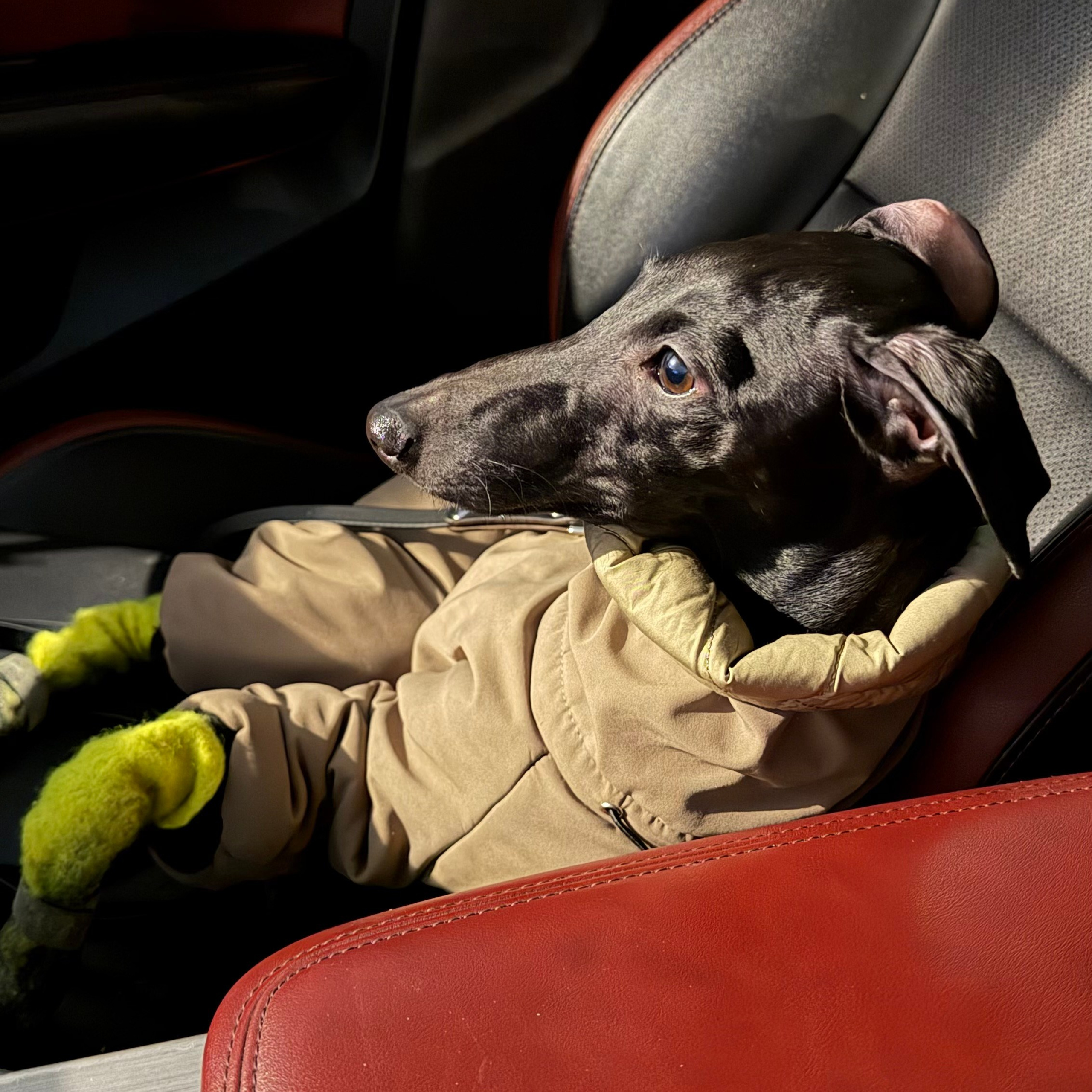 Отзывы. Профессиональный питомник левреток РКФ/FCI ASTI SAPPHIRE 💎 Сочи|Санкт-Петербург