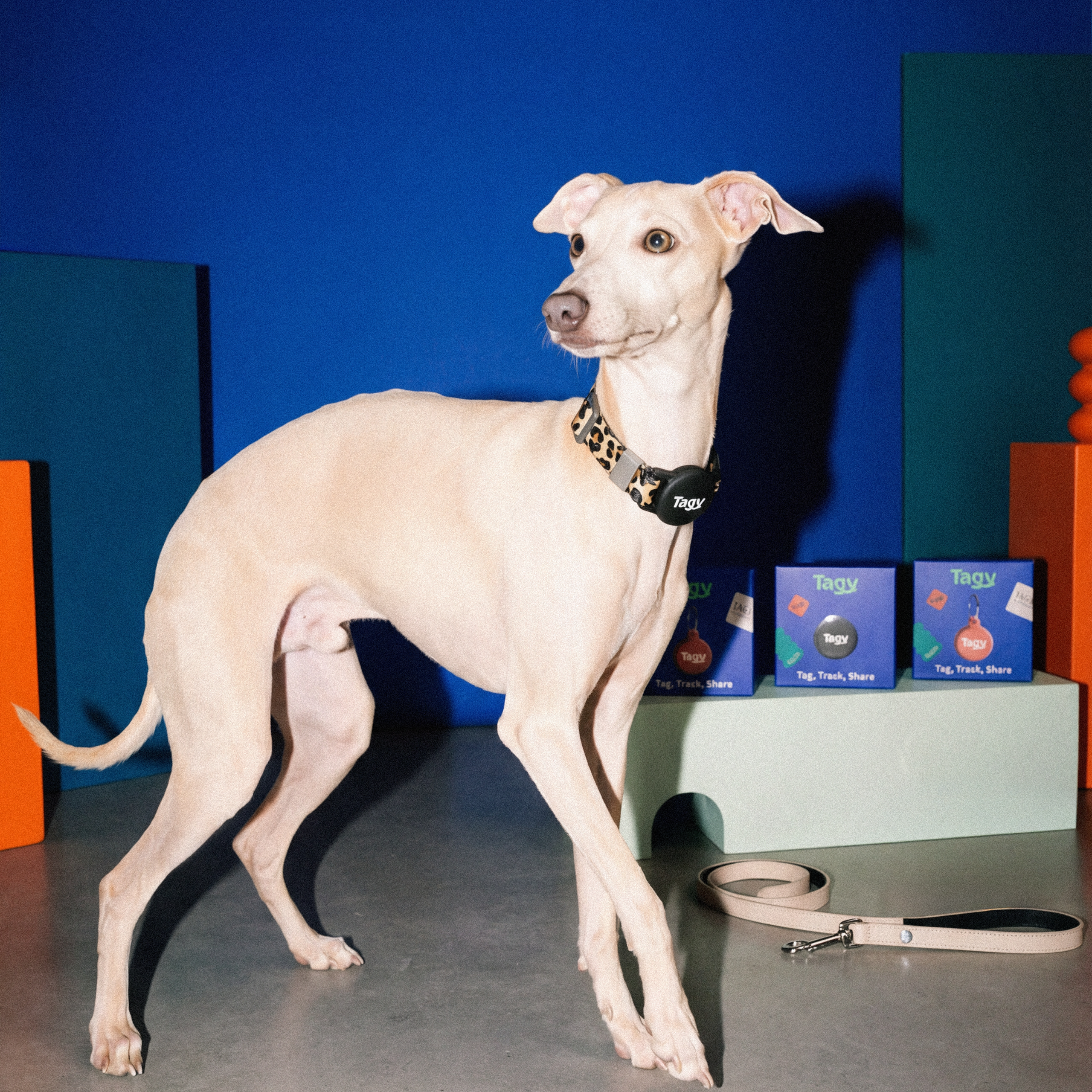 Отзывы. Профессиональный питомник левреток РКФ/FCI ASTI SAPPHIRE 💎 Сочи|Санкт-Петербург