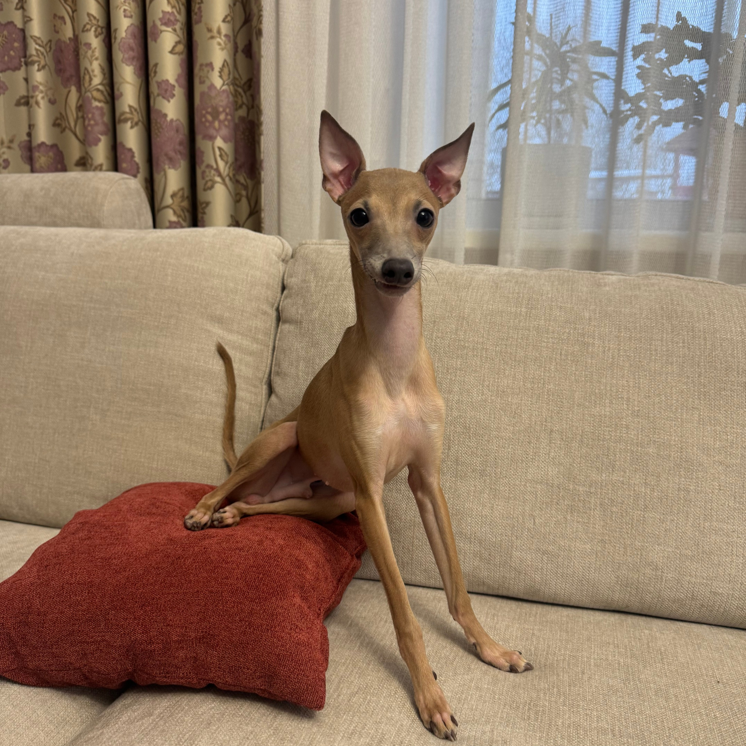 Отзывы. Профессиональный питомник левреток РКФ/FCI ASTI SAPPHIRE 💎 Сочи|Санкт-Петербург