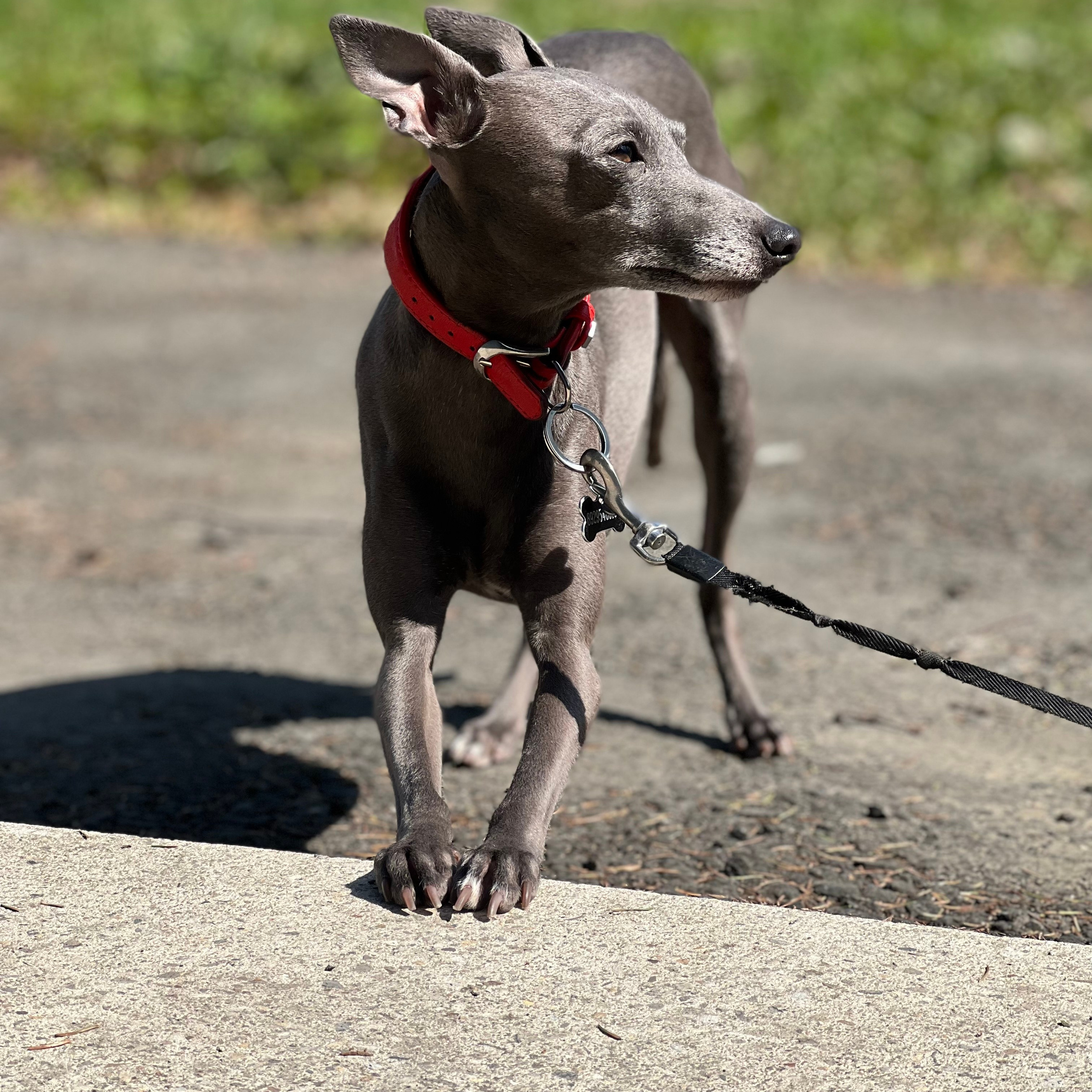 Отзывы. Профессиональный питомник левреток РКФ/FCI ASTI SAPPHIRE 💎 Сочи|Санкт-Петербург