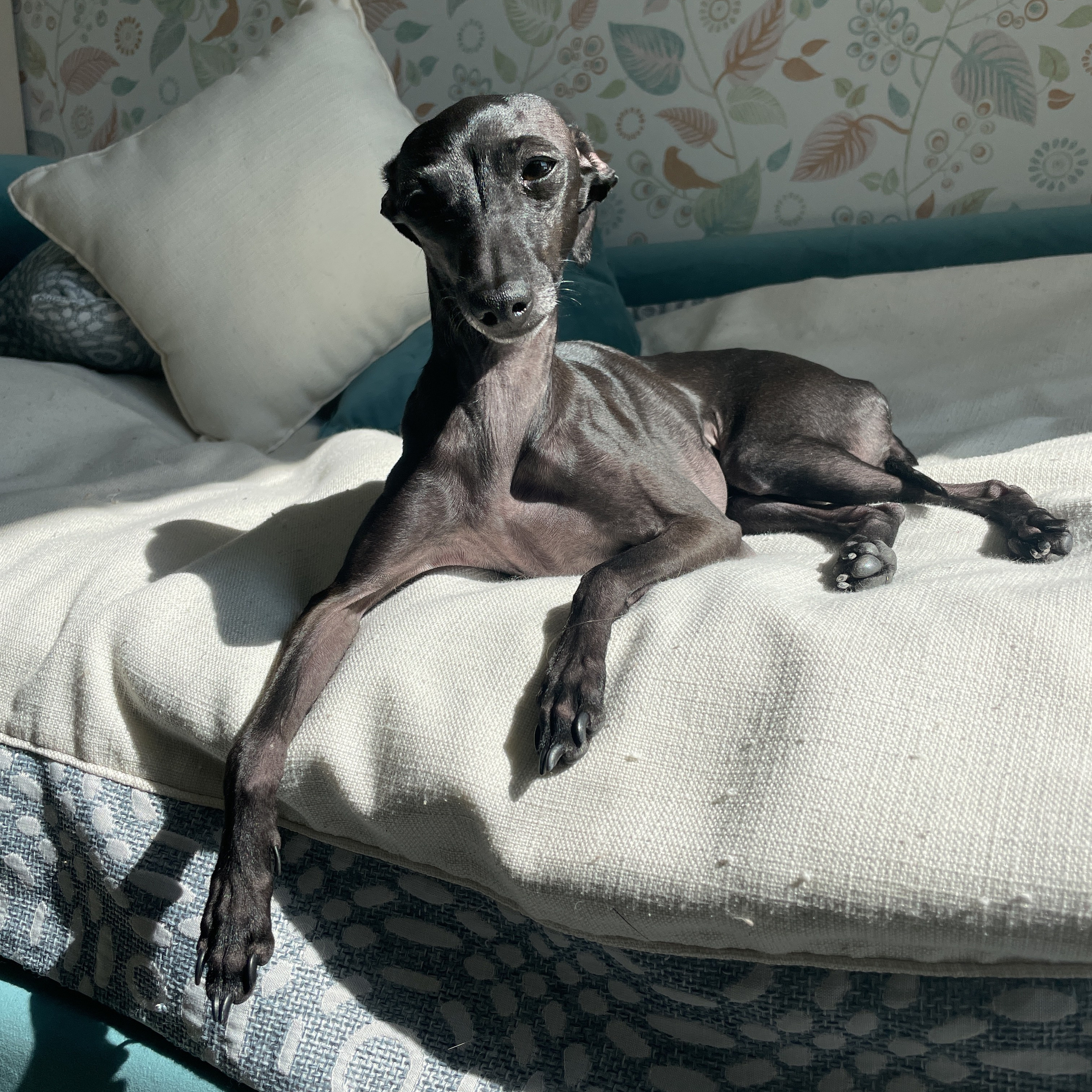 Отзывы. Профессиональный питомник левреток РКФ/FCI ASTI SAPPHIRE 💎 Сочи|Санкт-Петербург