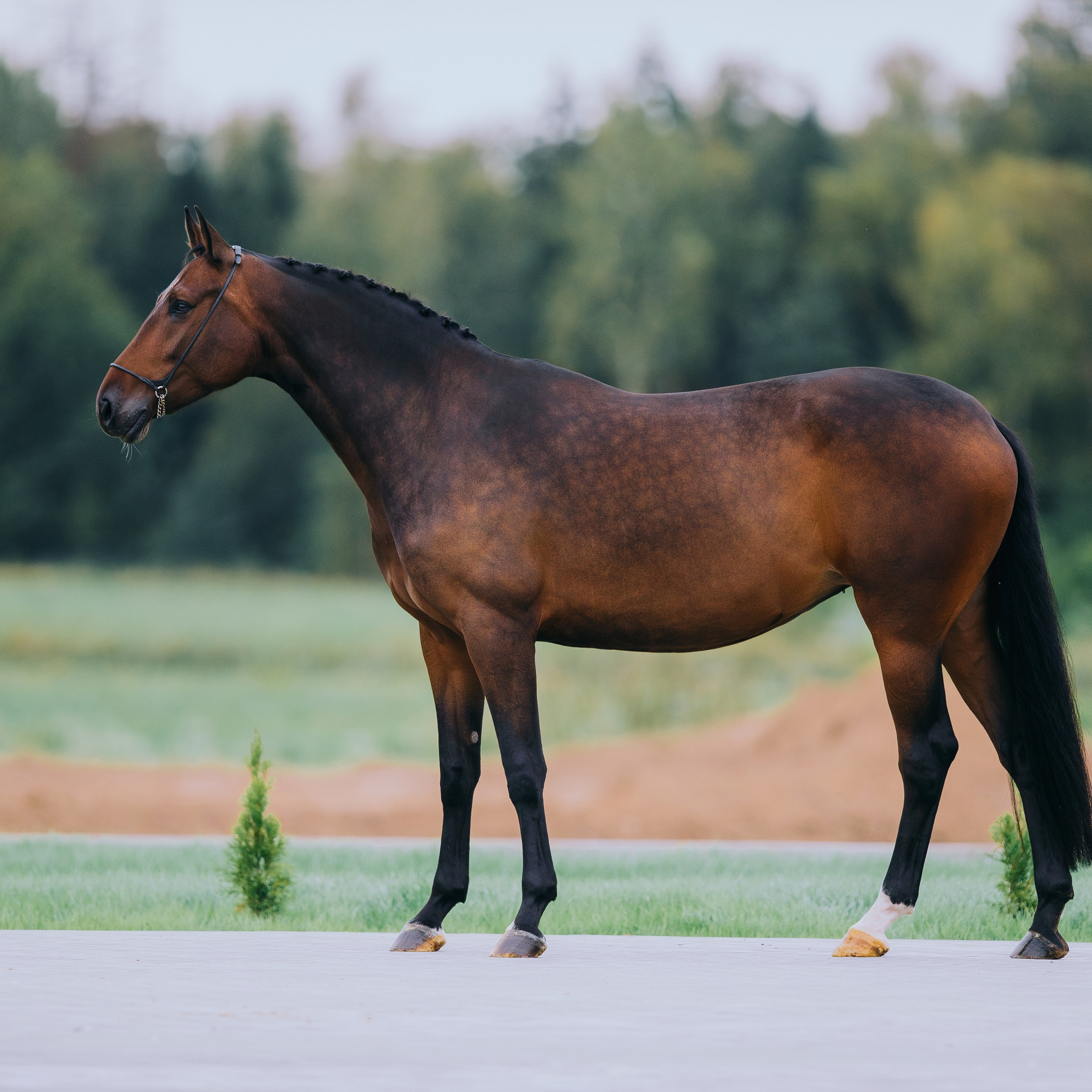 Экстерьеры