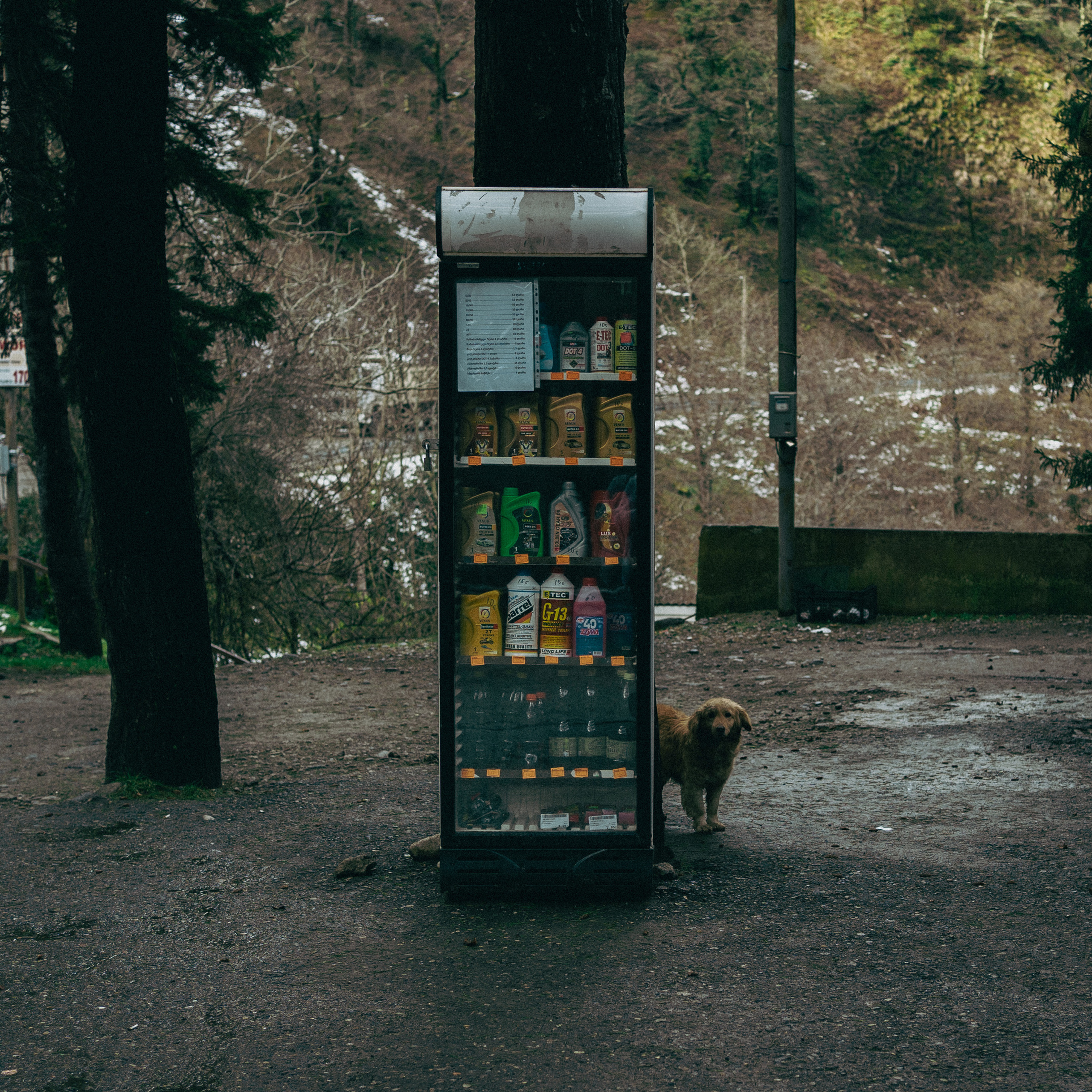 В погоне за снегом