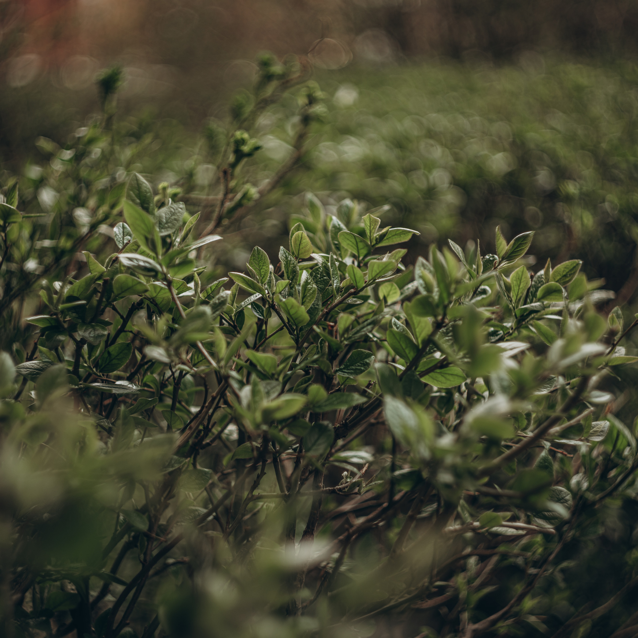 Отзывы. Фотограф Санкт-Петербург СПб Студия Прогулка