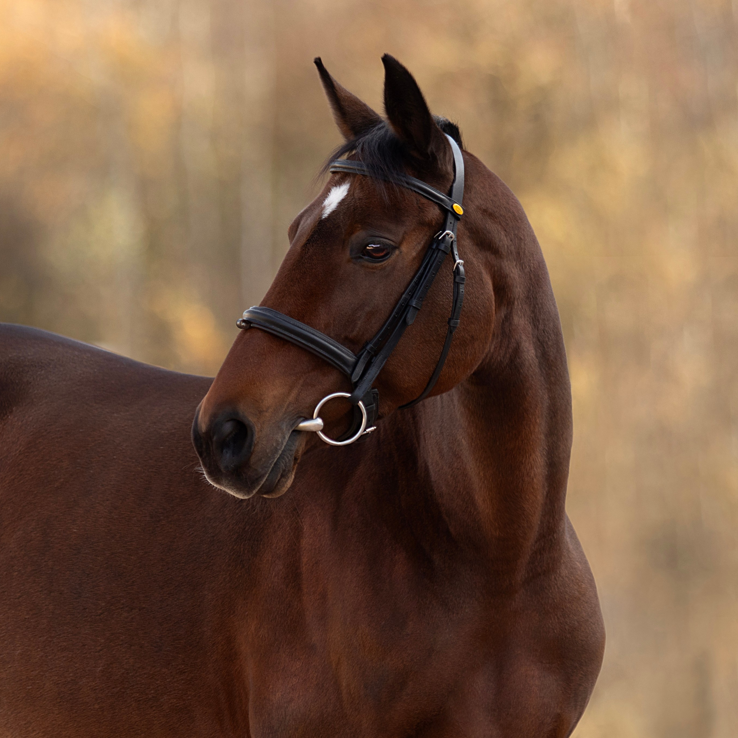 Конные портреты. Wixmort | photographer Polina Soldatova