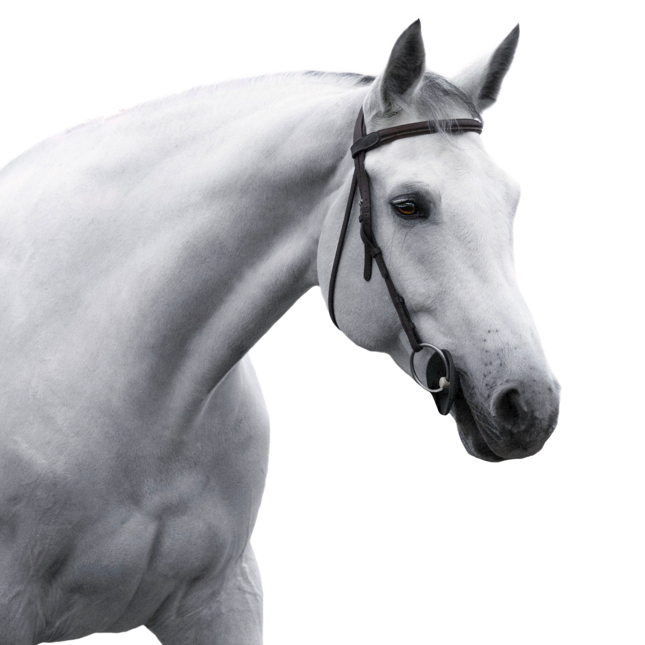 Конные портреты. Wixmort | photographer Polina Soldatova