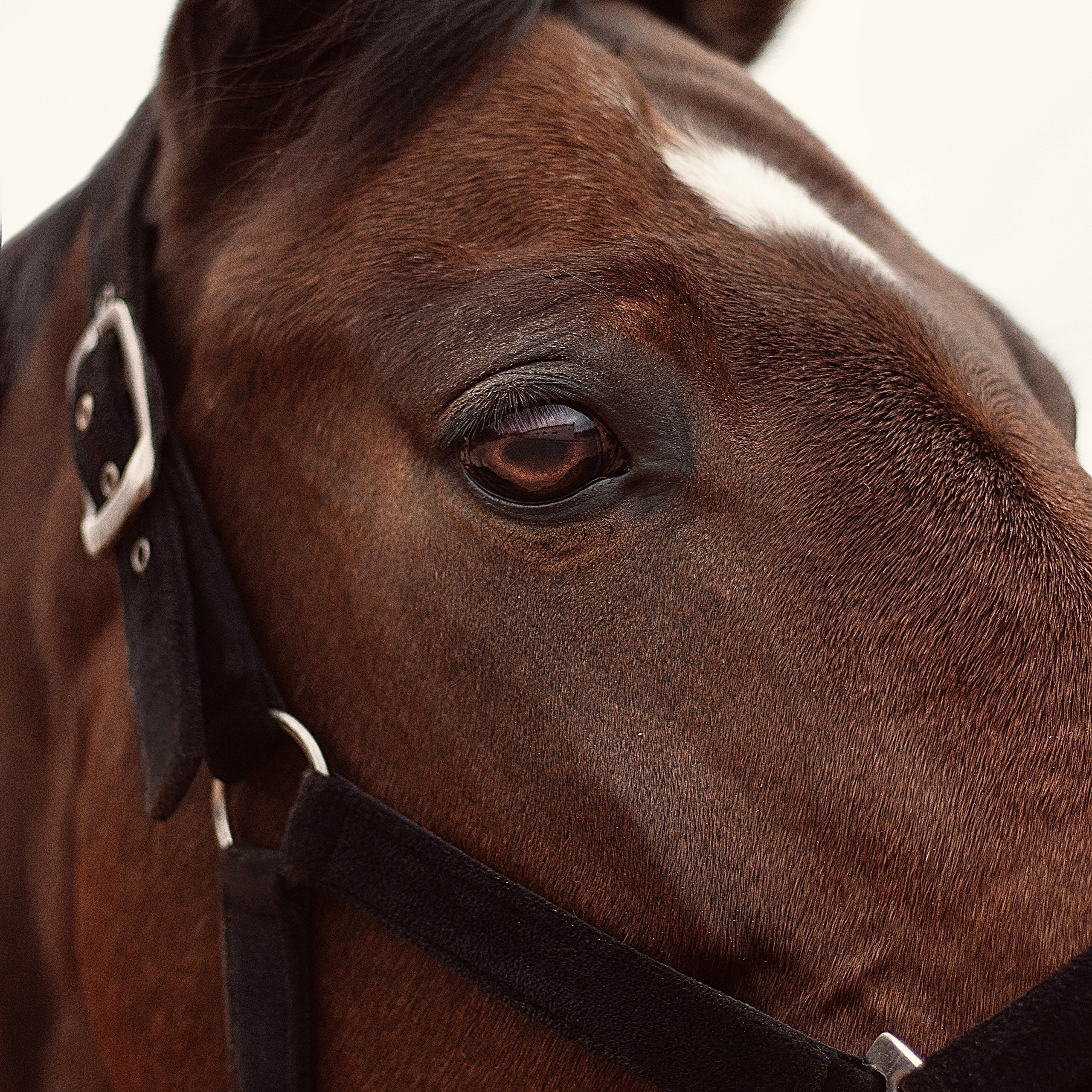 Конные портреты. Wixmort | photographer Polina Soldatova