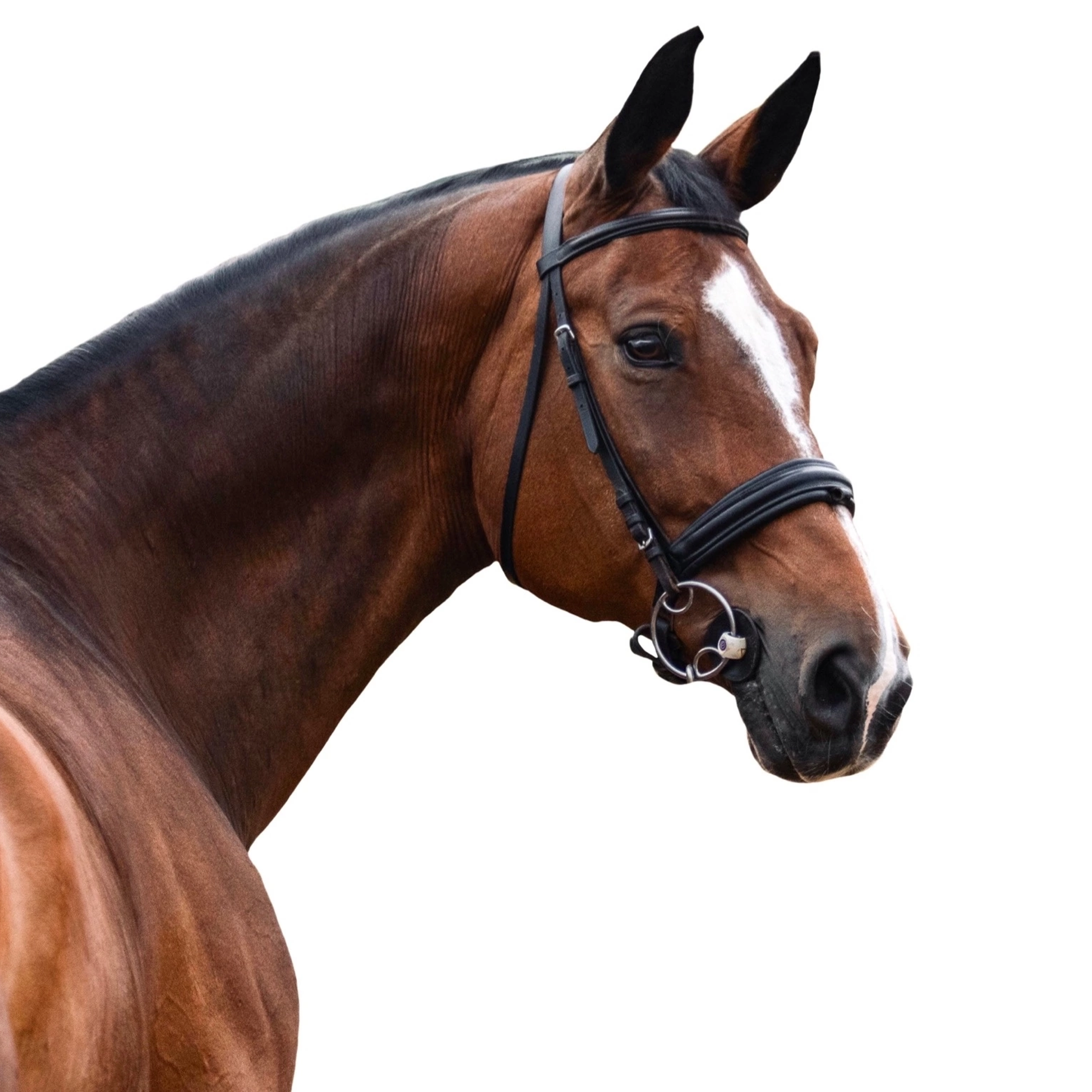 Конные портреты. Wixmort | photographer Polina Soldatova