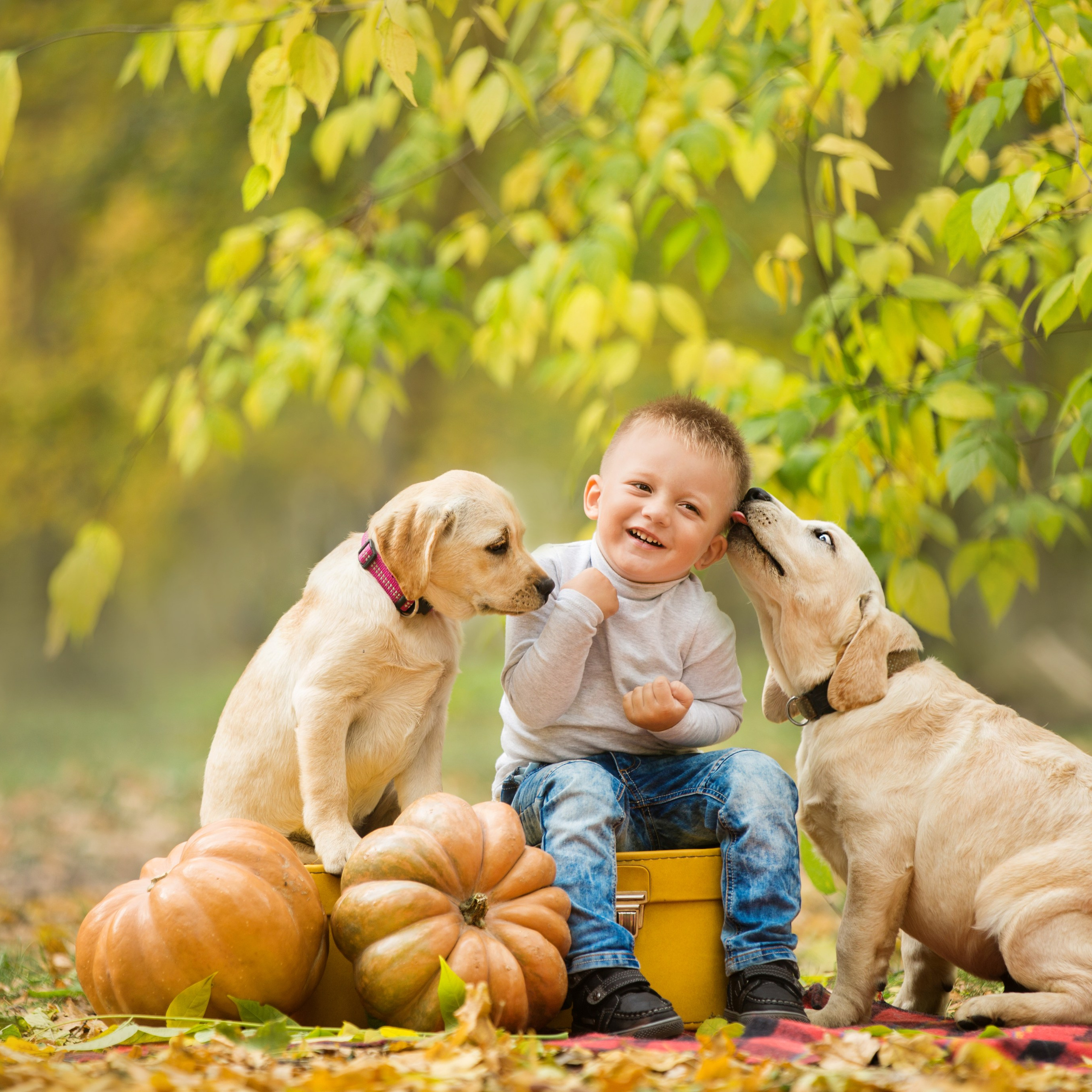 Щенки лабрадоры. Осень