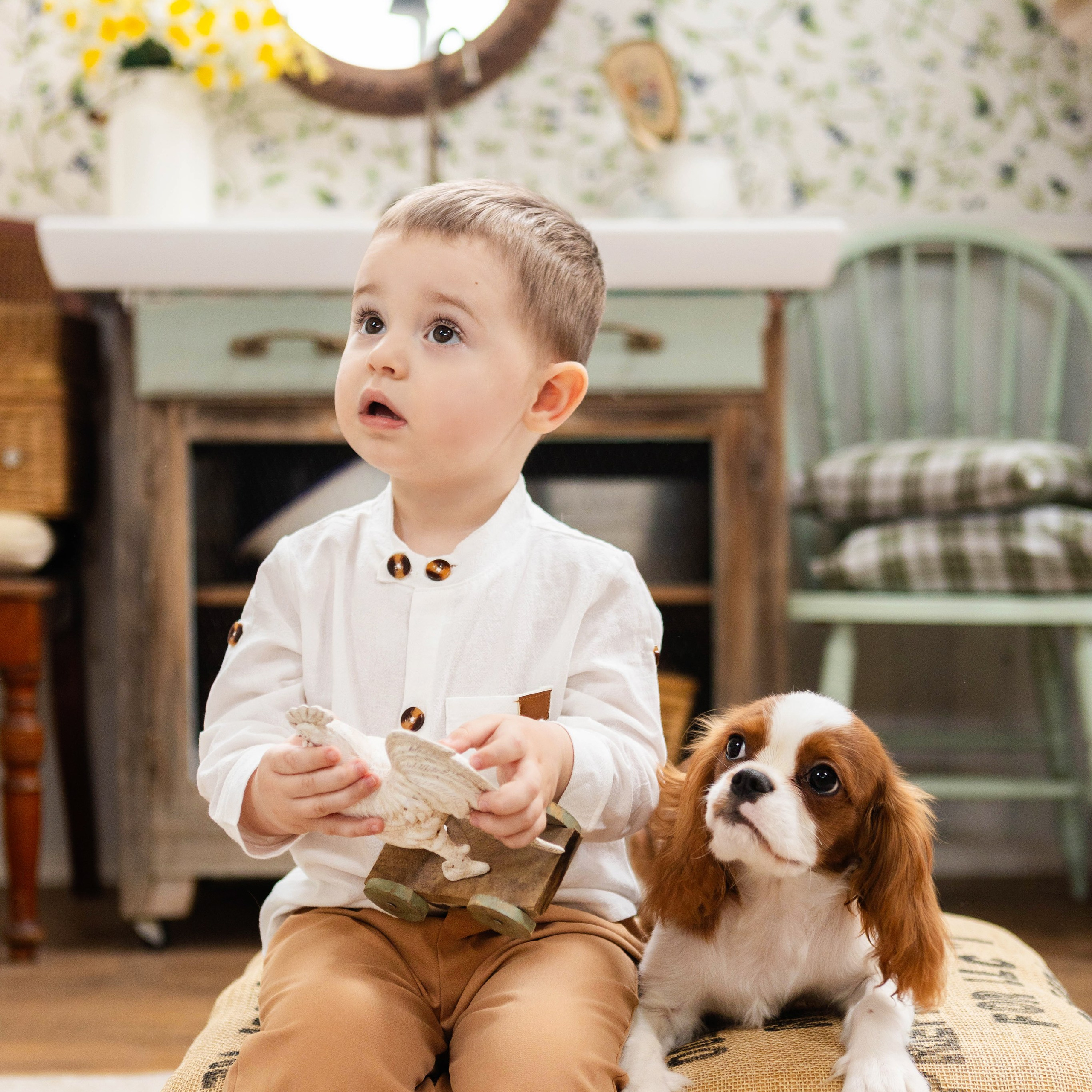 Фотосессия со щенками кавалер кинг чарльз спаниэль