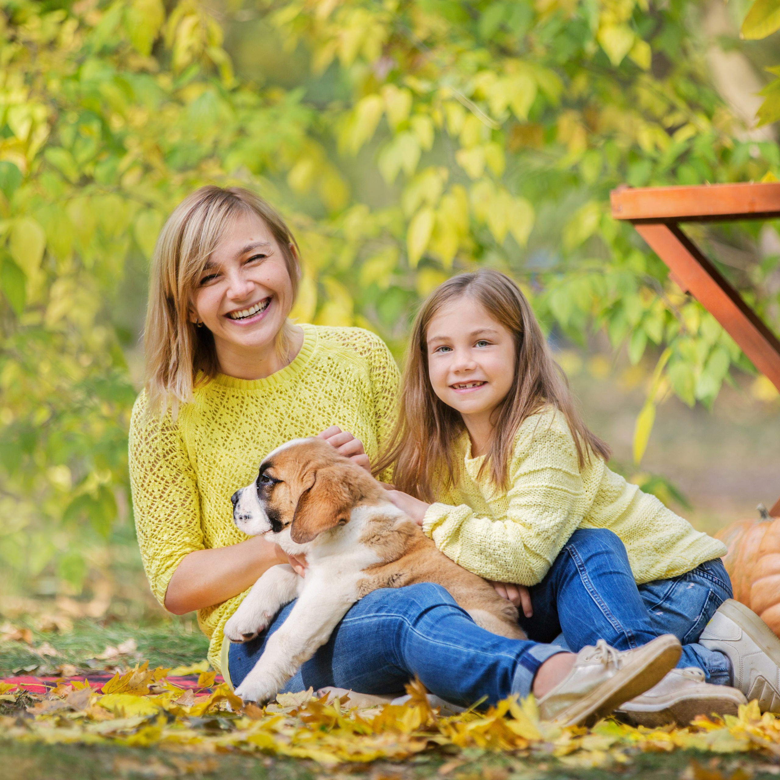 Щенки Сенбернары. Октябрь