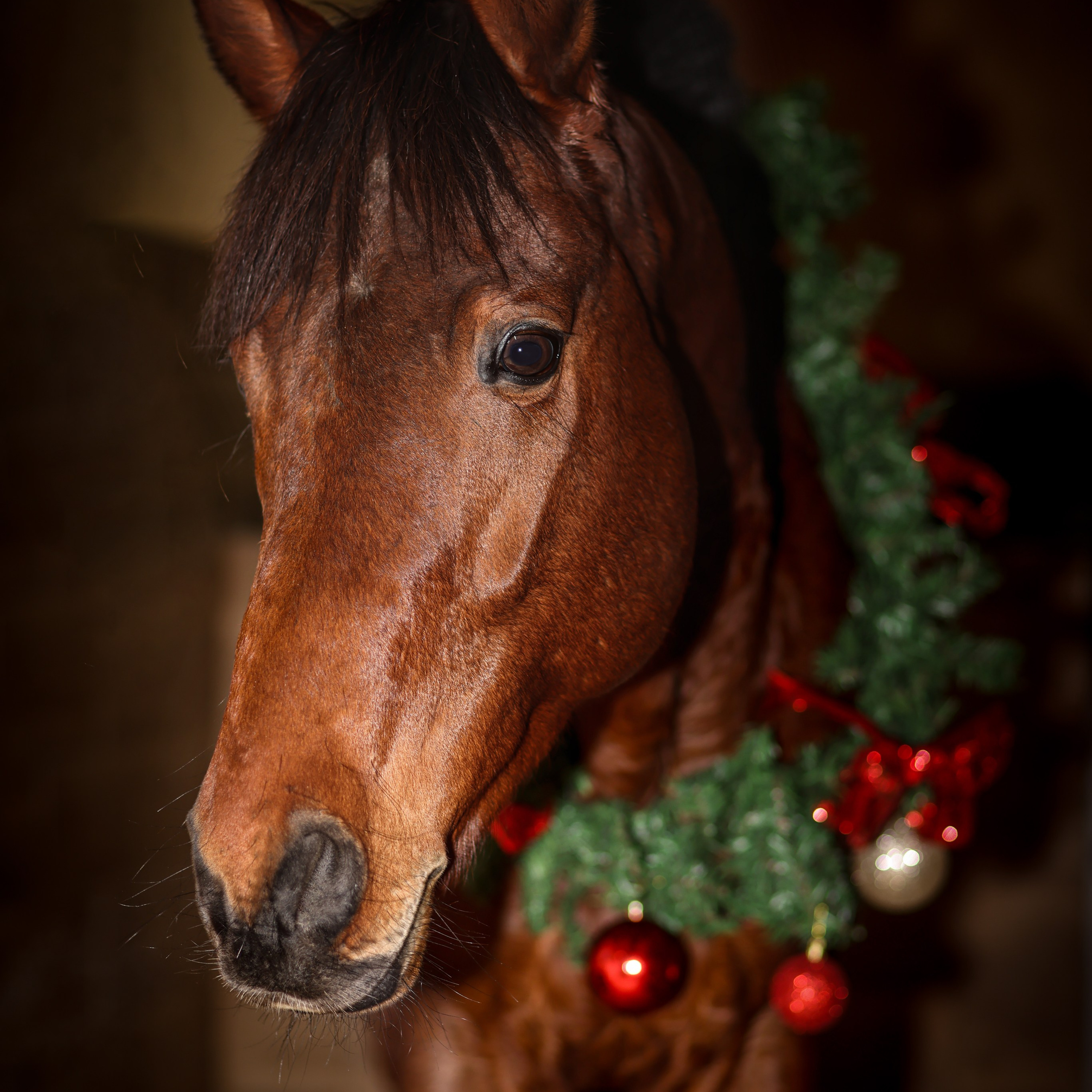 Съёмки с&nbsp;животными