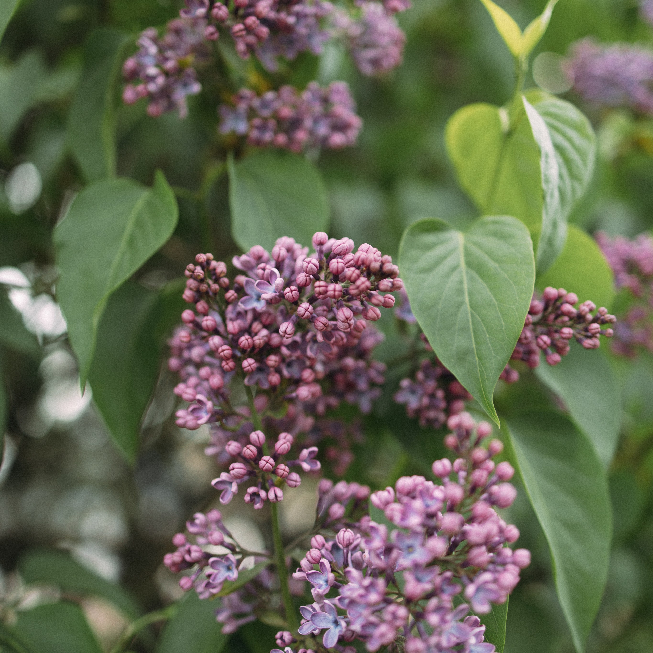 В&nbsp;цветении сирени
