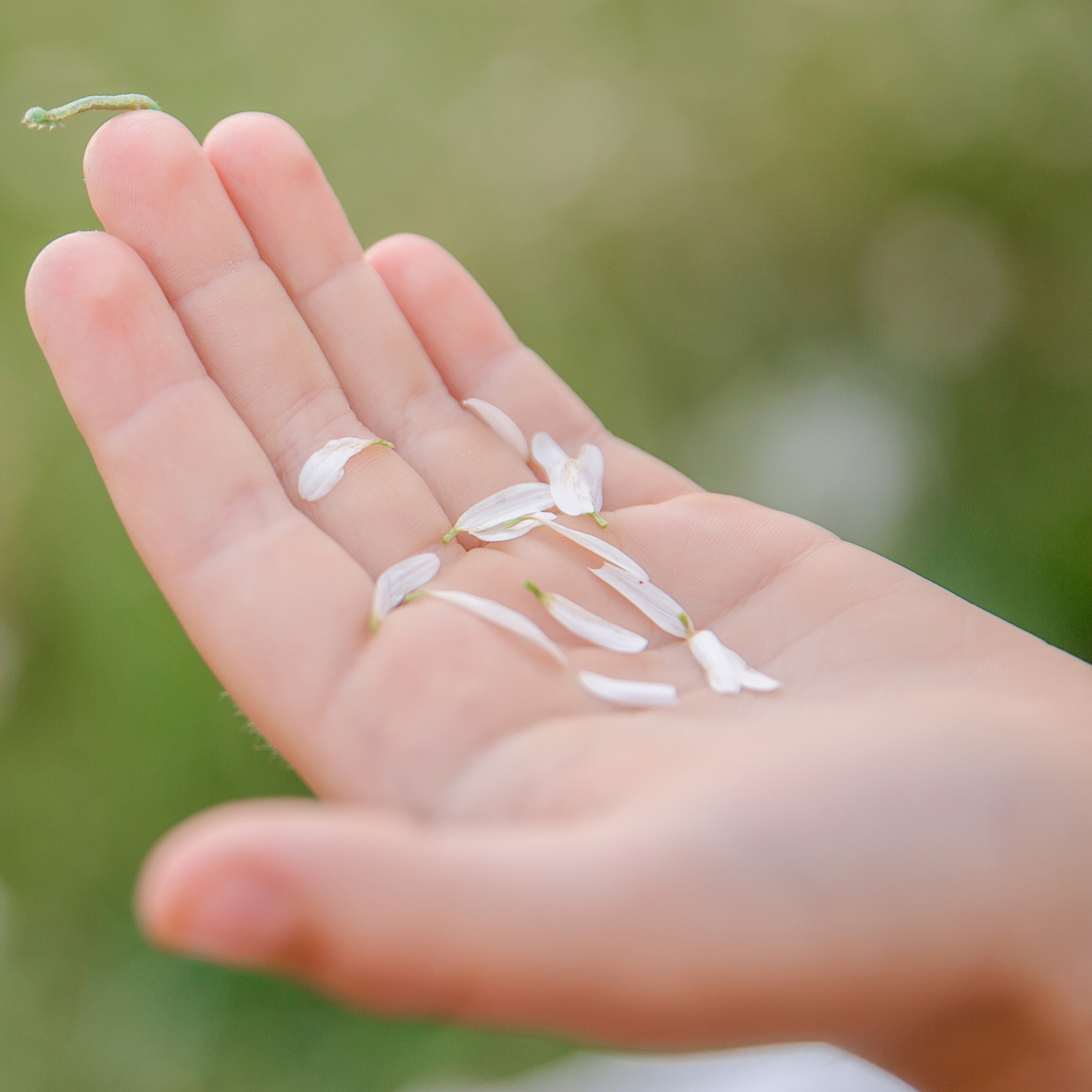 Фотосессия на природе, в ромашковом поле. Фотокнига