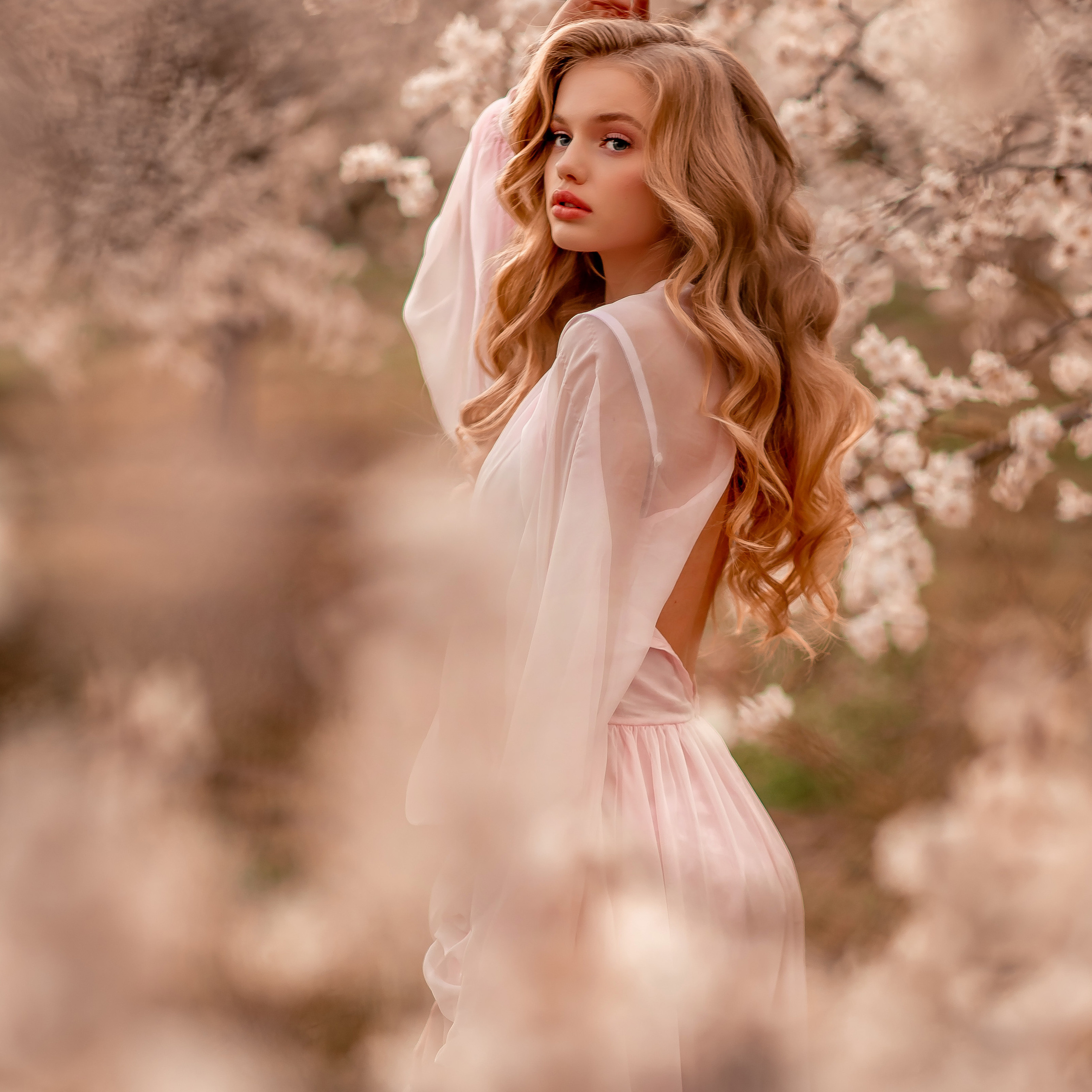 Цветение абрикосов, Крым