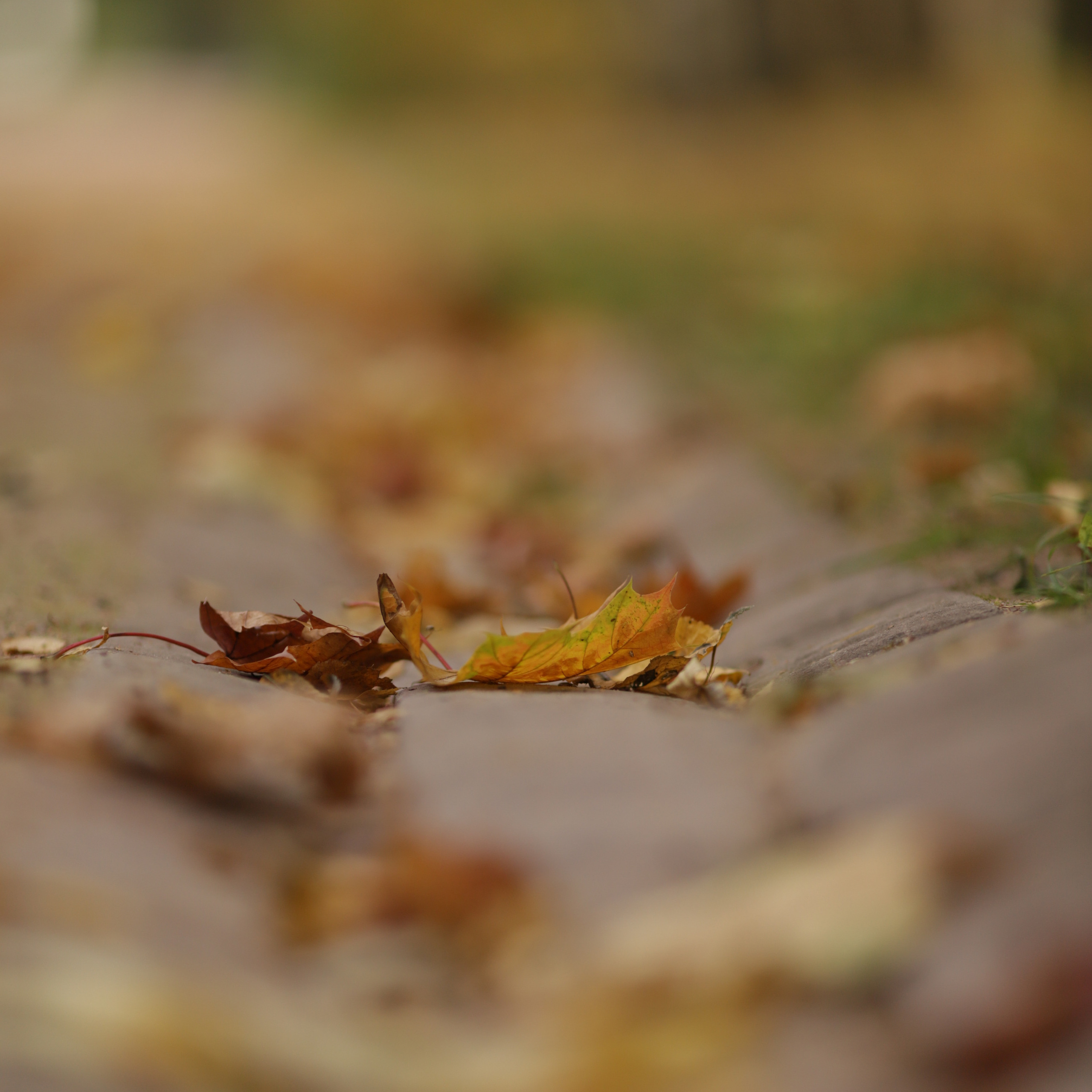 Отзывы. Семейный и свадебный фотограф Видное Москва Екатерина Пятова